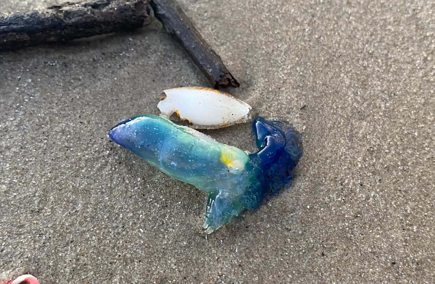  壁紙 — 一隻半透明的藍綠色水母躺在濕沙上，旁邊有一個白色貝殼和浮木。