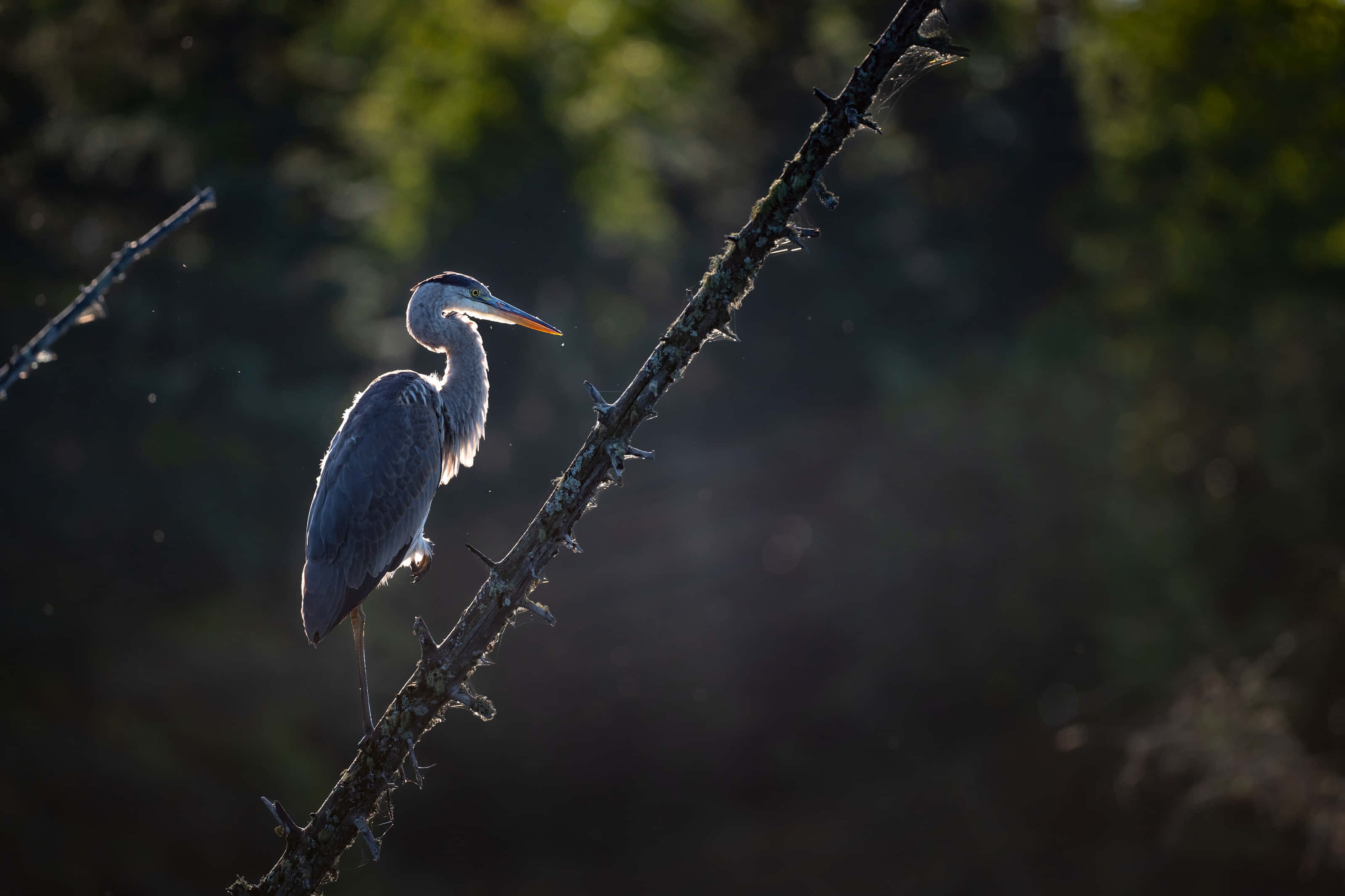 Heron 桌布 壁紙 — 一隻蒼鷺優雅地棲息在多刺的樹枝上，背景是柔和模糊的森林，沐浴在金色的光線中。