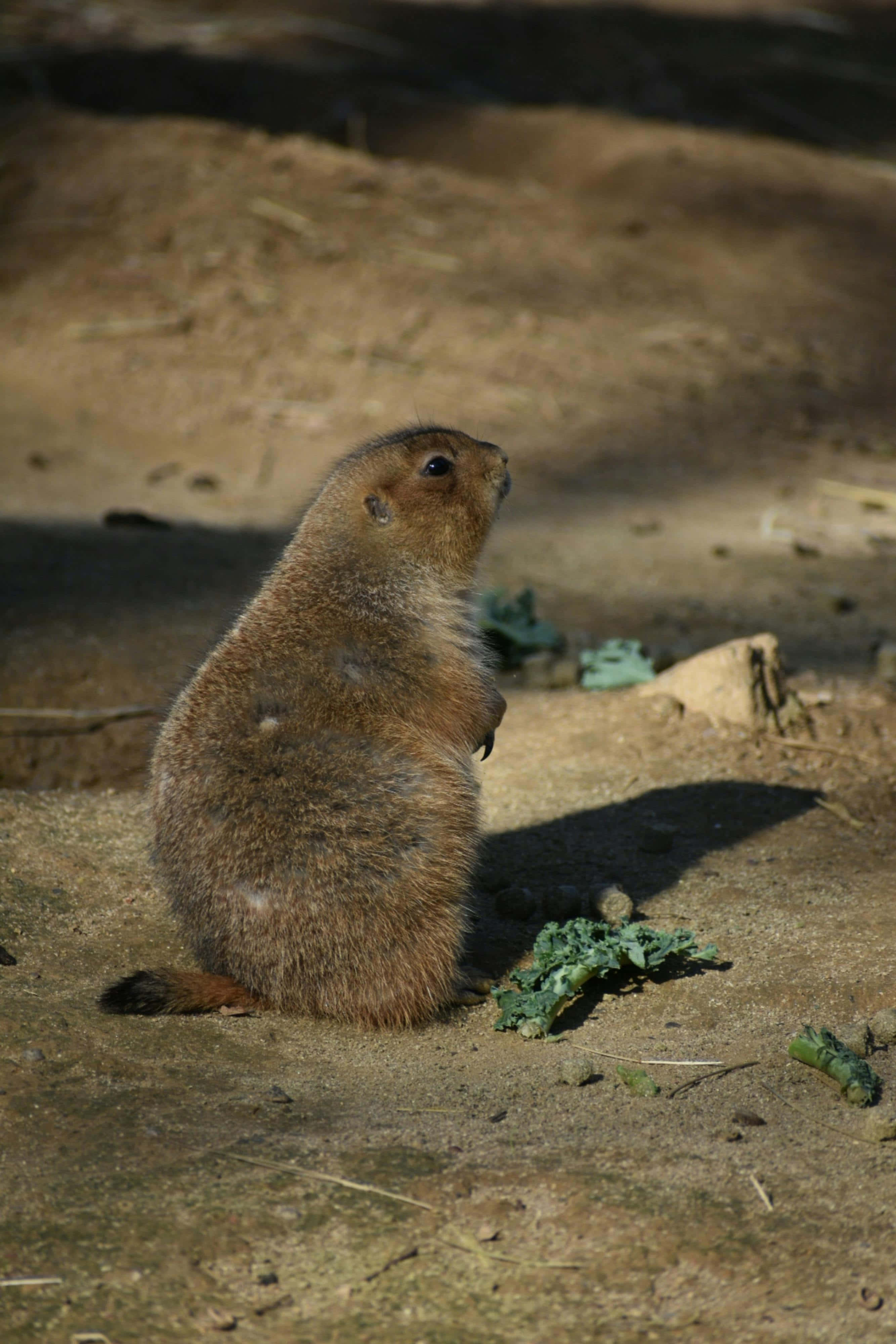 Woodchuck 桌布 壁紙 — 一隻草原犬鼠直立站在沙地上，沐浴在明亮的陽光下，附近散落著綠色樹葉。