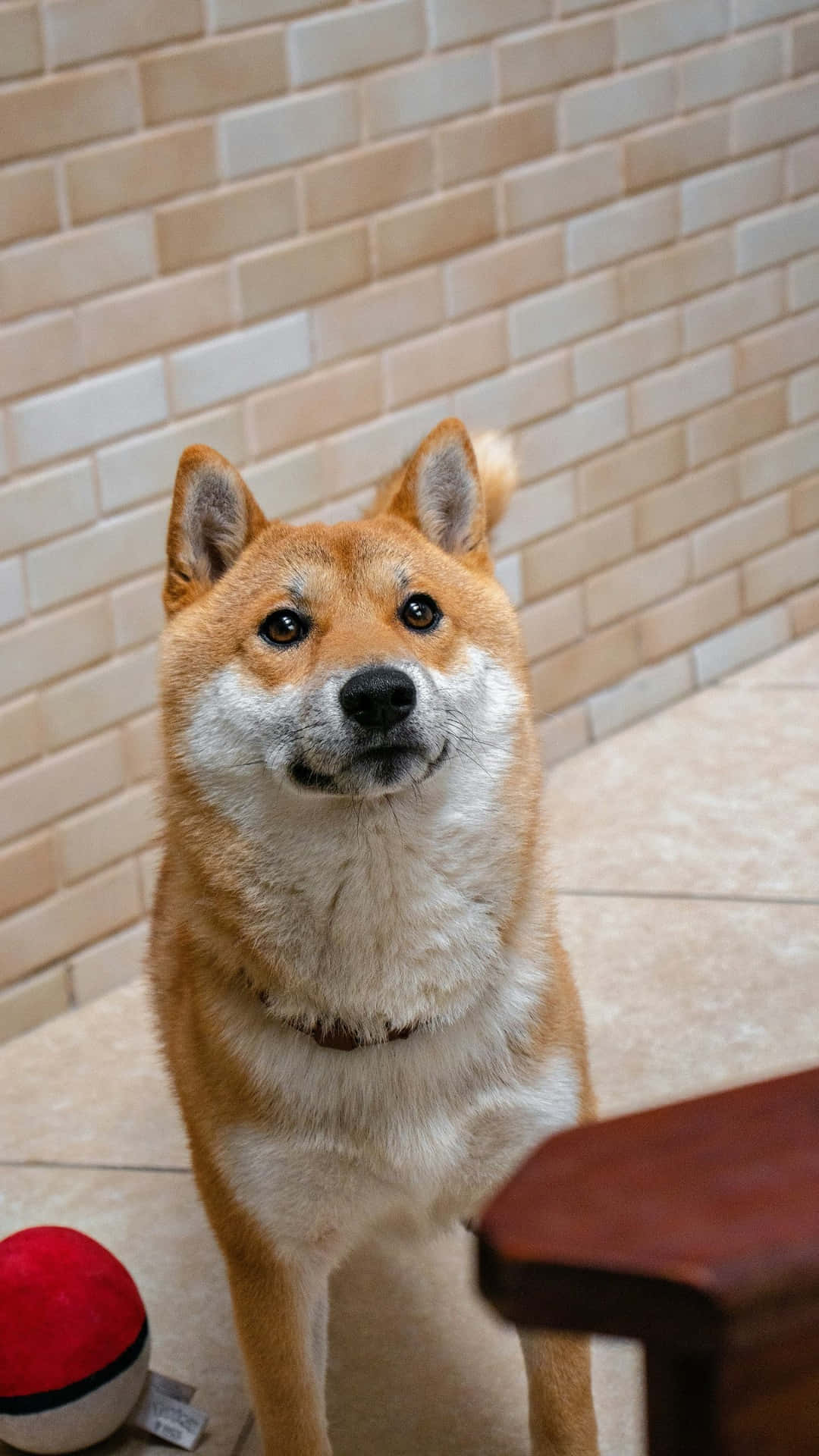 壁紙 — 一隻柴犬警覺地睜著眼睛、豎起耳朵，專注地坐在瓷磚地板上，旁邊是磚牆和一個紅球。