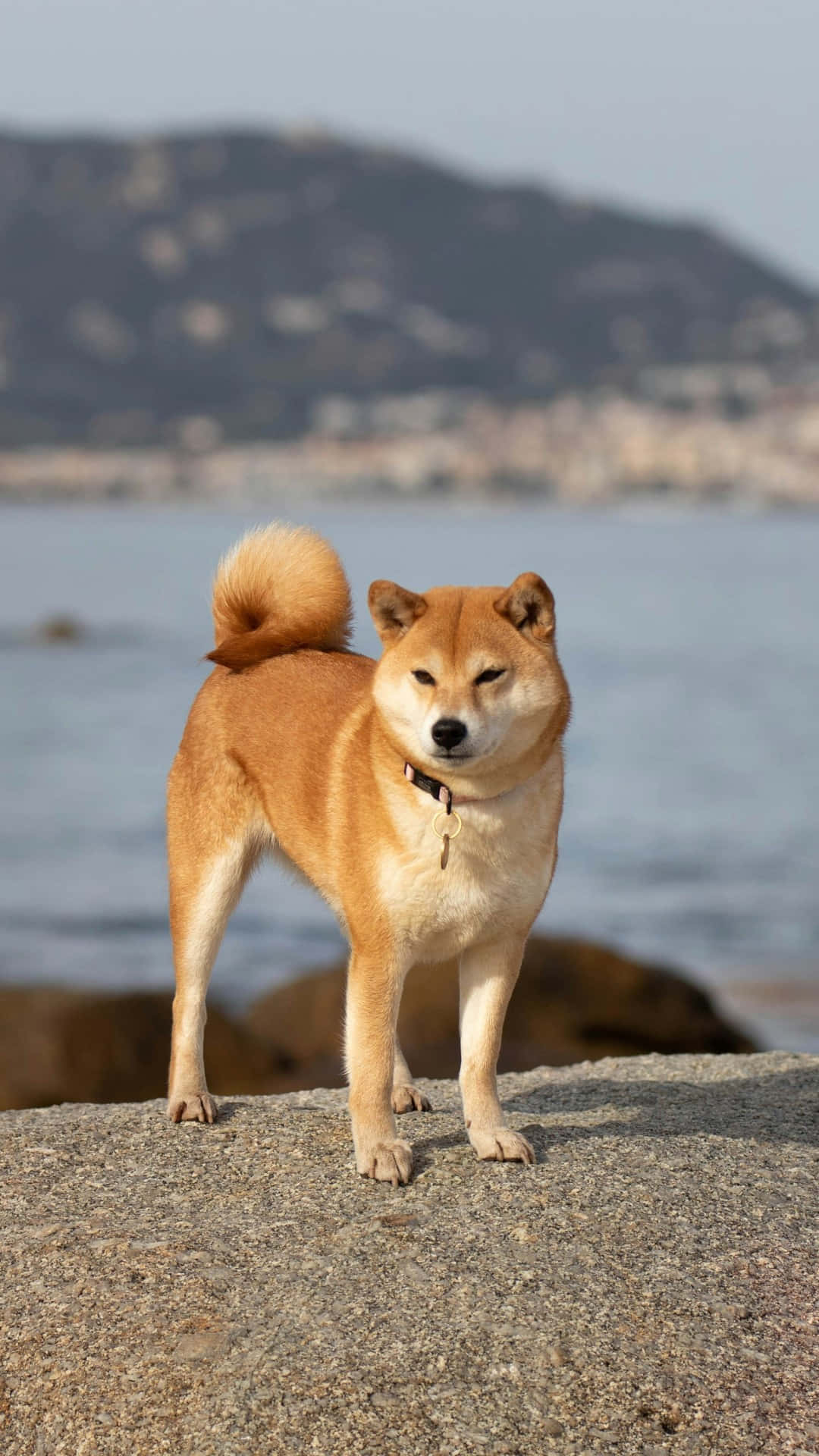  壁紙 — 一隻柴犬警覺地站在岩石海岸上，背後是模糊的海岸小鎮和山丘，在明亮的日光下。