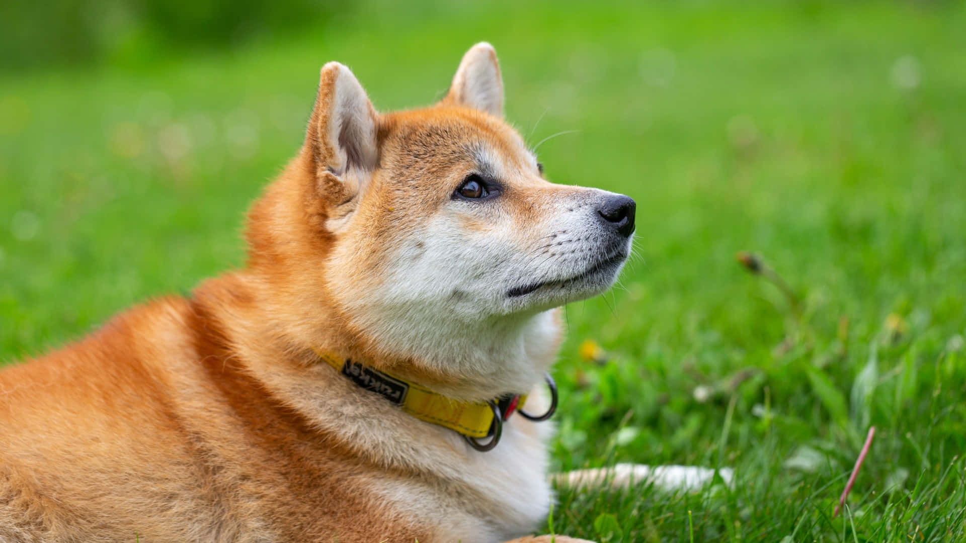  壁紙 — 一隻橙色毛髮帶白色斑紋的柴犬在自然日光下平靜地躺在鮮綠色的草地上休息。