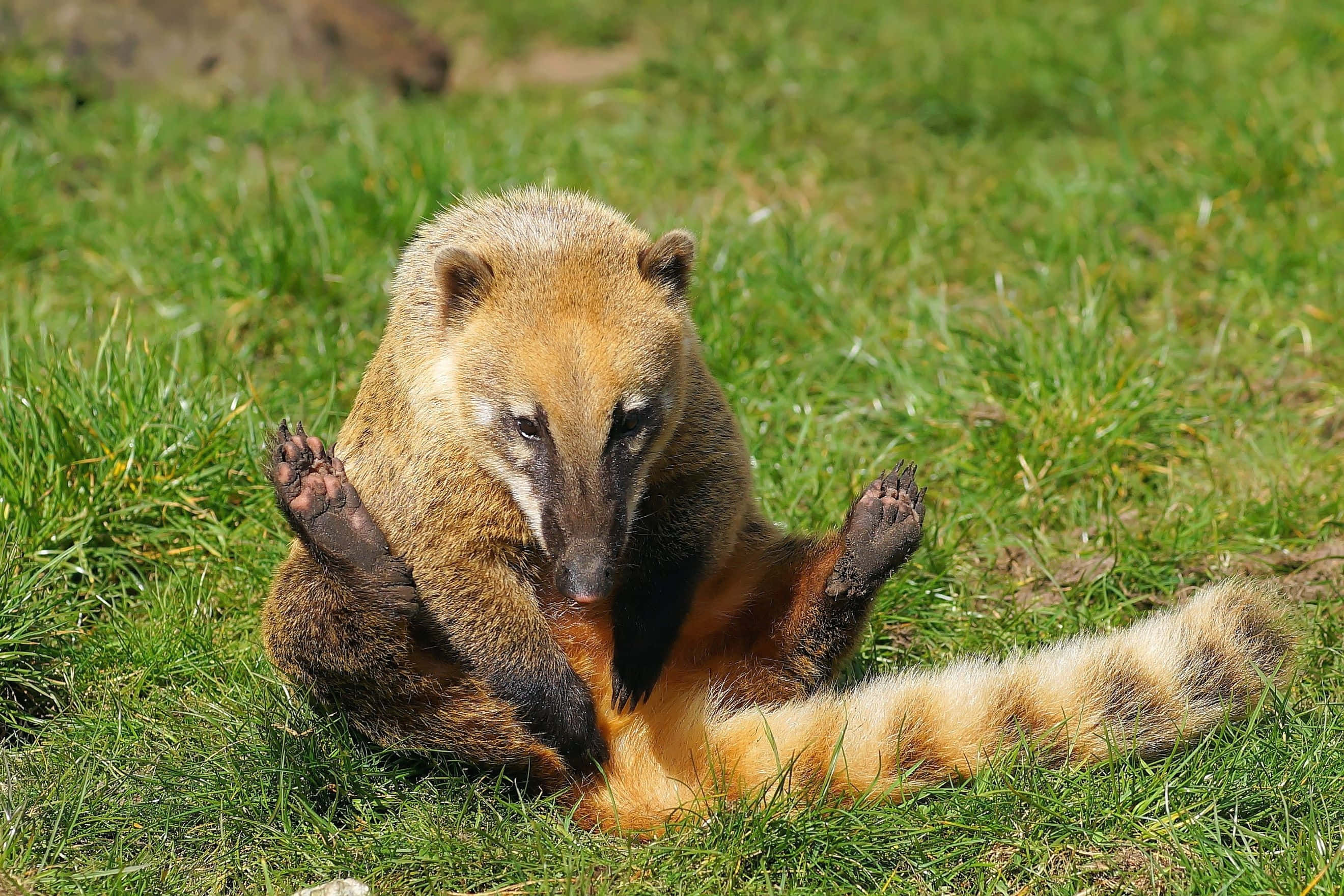 Coati 桌布 壁紙 — 一隻長鼻浣熊在明亮的日光下直坐在鮮綠的草地上，用雙爪抓肚皮。