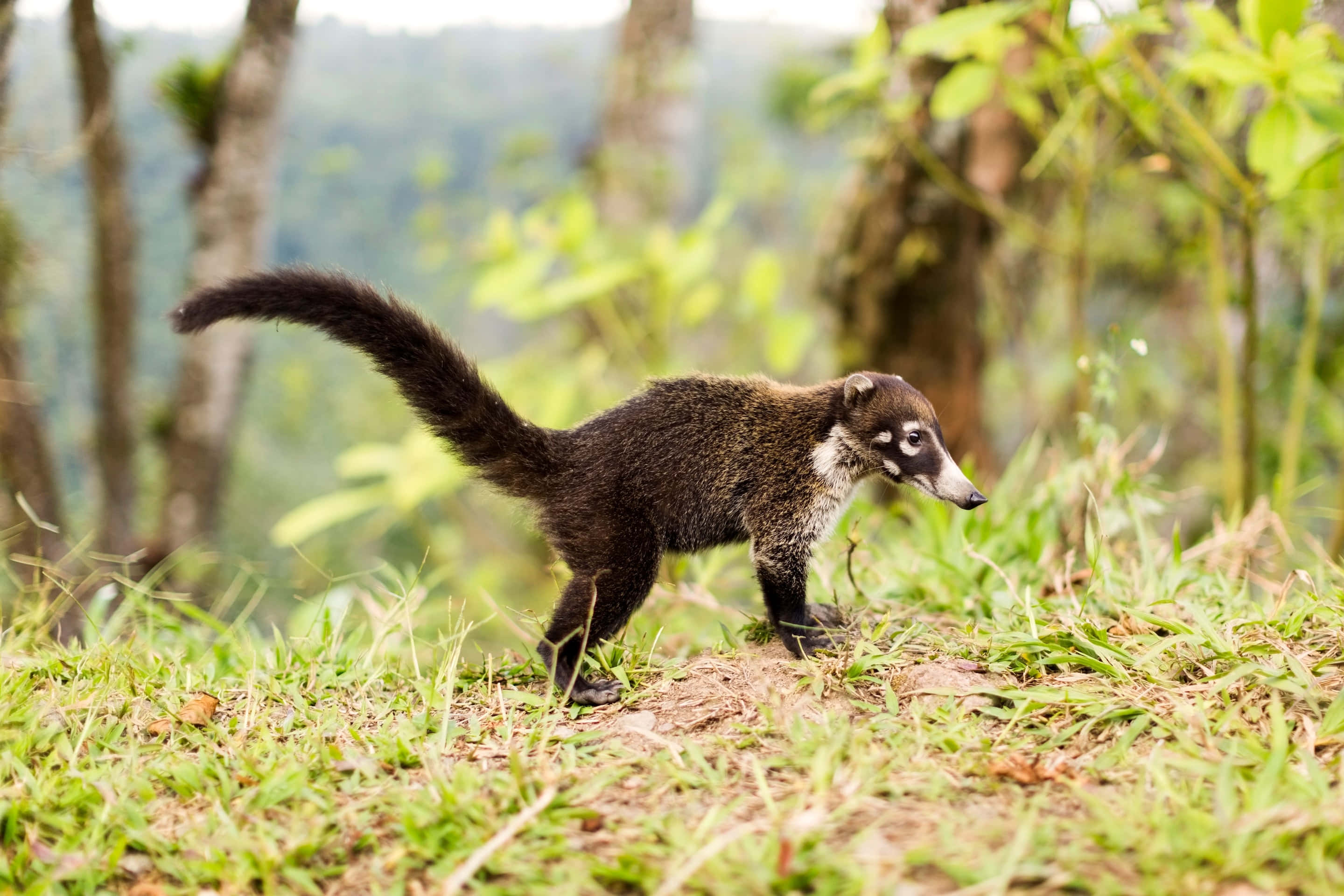 Coati 桌布 壁紙 — 一隻長尾長而深色的長鼻浣熊在森林地區茂密的綠草中行走。