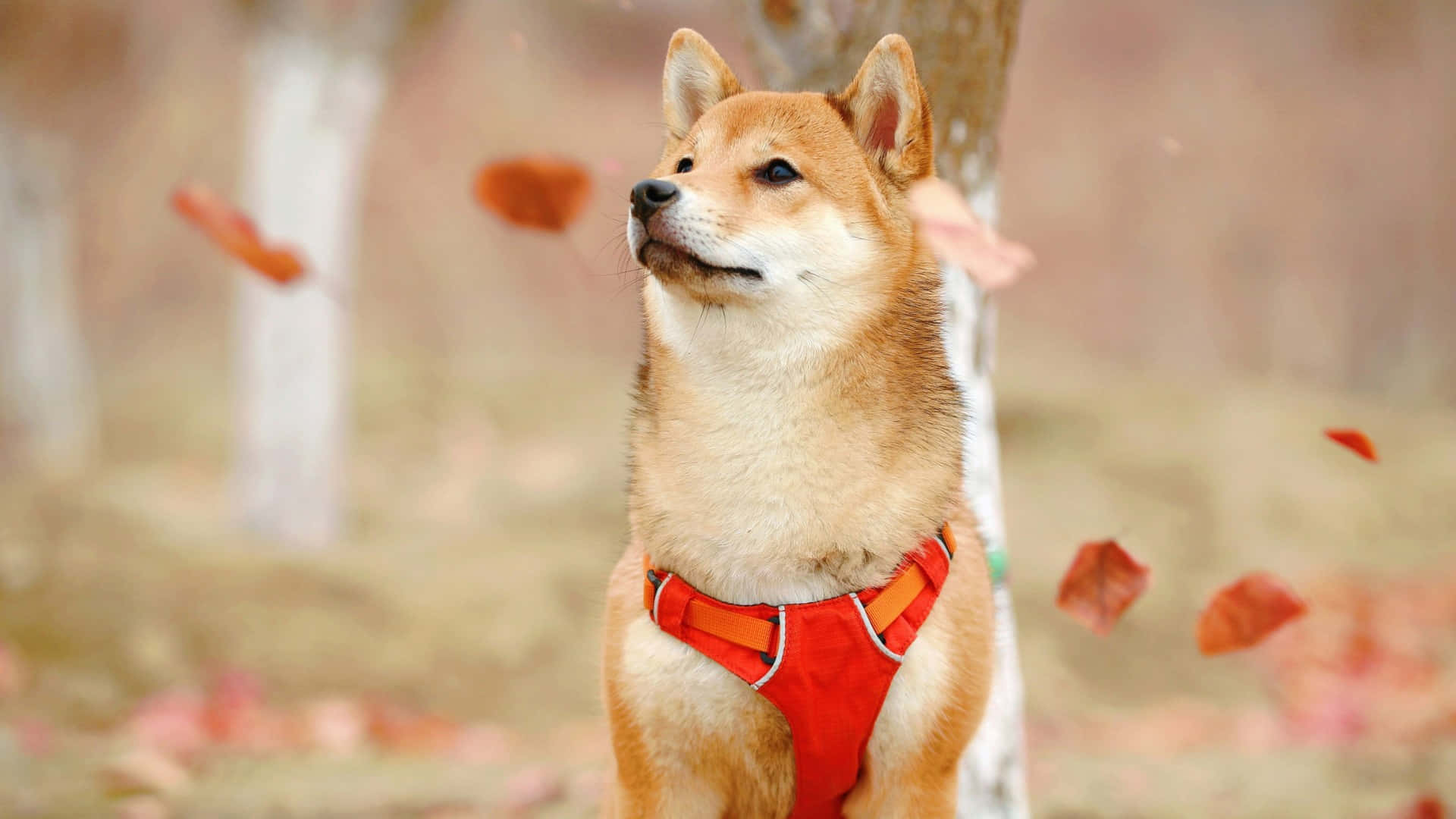  壁紙 — 一隻穿著紅色胸背帶的柴犬在森林中仰望，周圍秋葉飄舞。