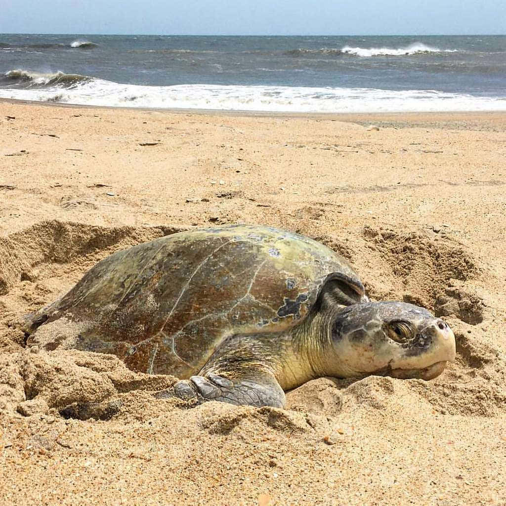  壁紙 — 一隻大海龜在晴朗的天空下，靠近海浪的沙灘上平靜地休息。