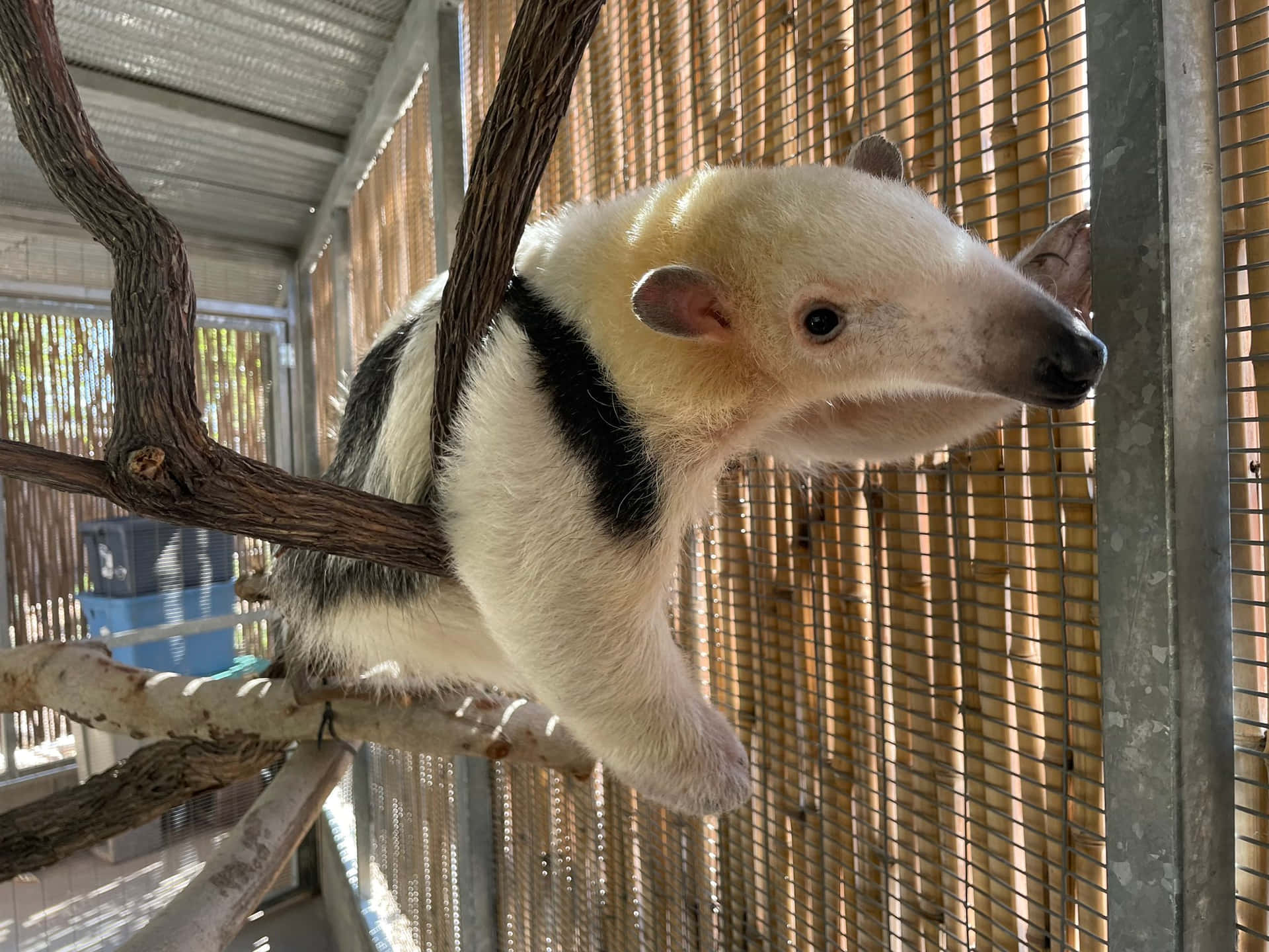  壁紙 — 一隻大食蟻獸掛在陽光普照的動物園圍欄內的樹枝上，圍欄有竹柵欄和金屬欄杆。