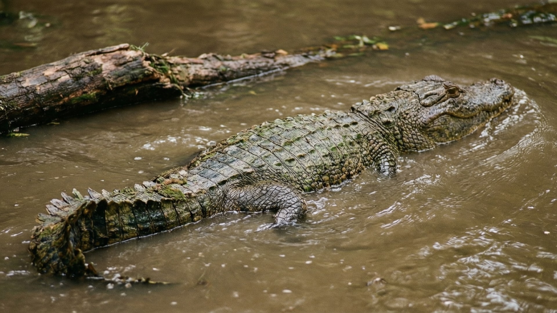 Alligator 桌布 壁紙 — 一隻大型鱷魚，帶有紋理的綠褐色鱗片，部分潛伏在渾濁的棕色水中，旁邊有一根長滿苔蘚的圓木。