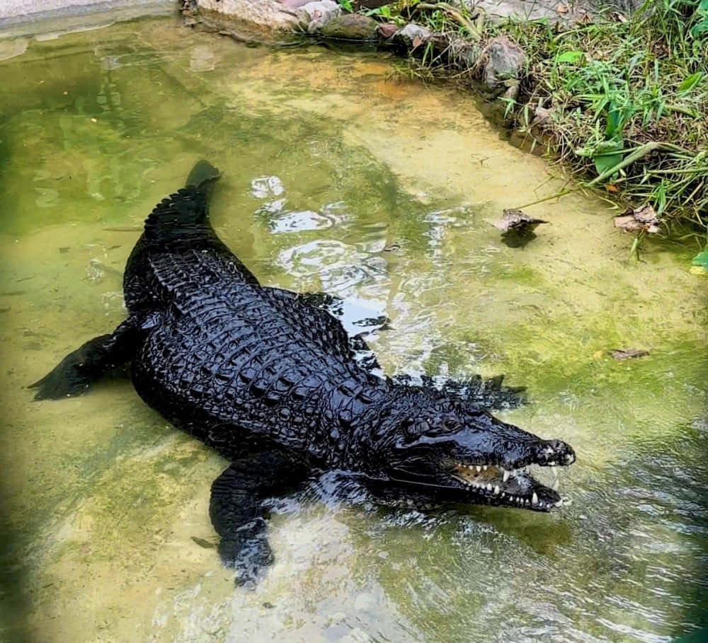  壁紙 — 一隻大型黑色鱷魚張開下顎，在淺泥水中休息，周圍環繞著綠色植物。