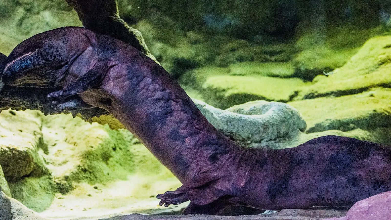 壁紙 — 一隻大型深色蠑螈在淺綠色水生環境中的苔蘚岩石上休息。