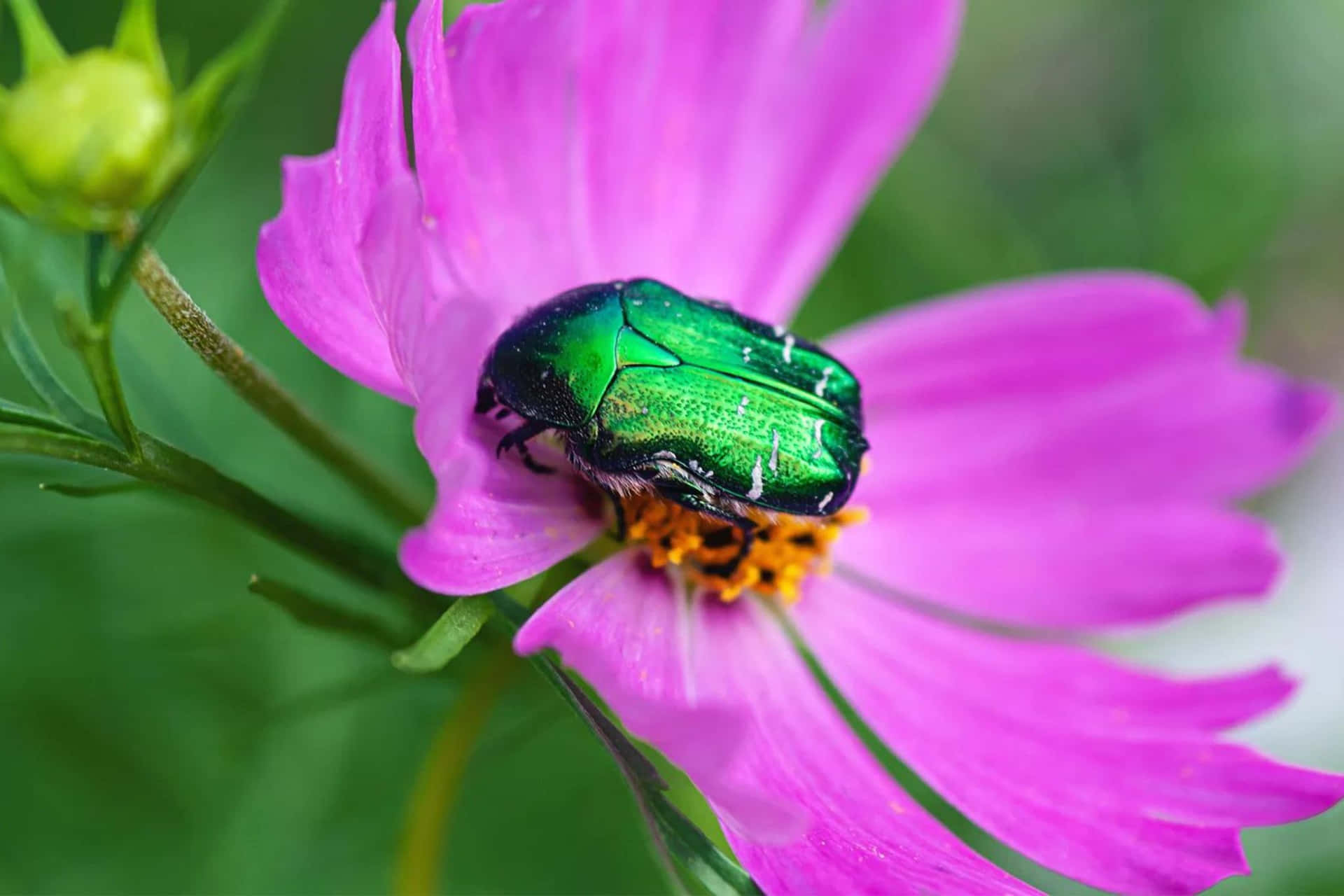  壁紙 — 一隻帶有虹彩翅膀的鮮綠色甲蟲，輕輕停在一朵帶有黃色中心的亮粉紅色大波斯菊上。