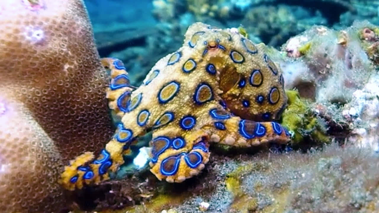  壁紙 — 一隻帶有鮮豔黃色和藍色斑點的藍環章魚，在陽光照射的珊瑚礁中緊貼著珊瑚。