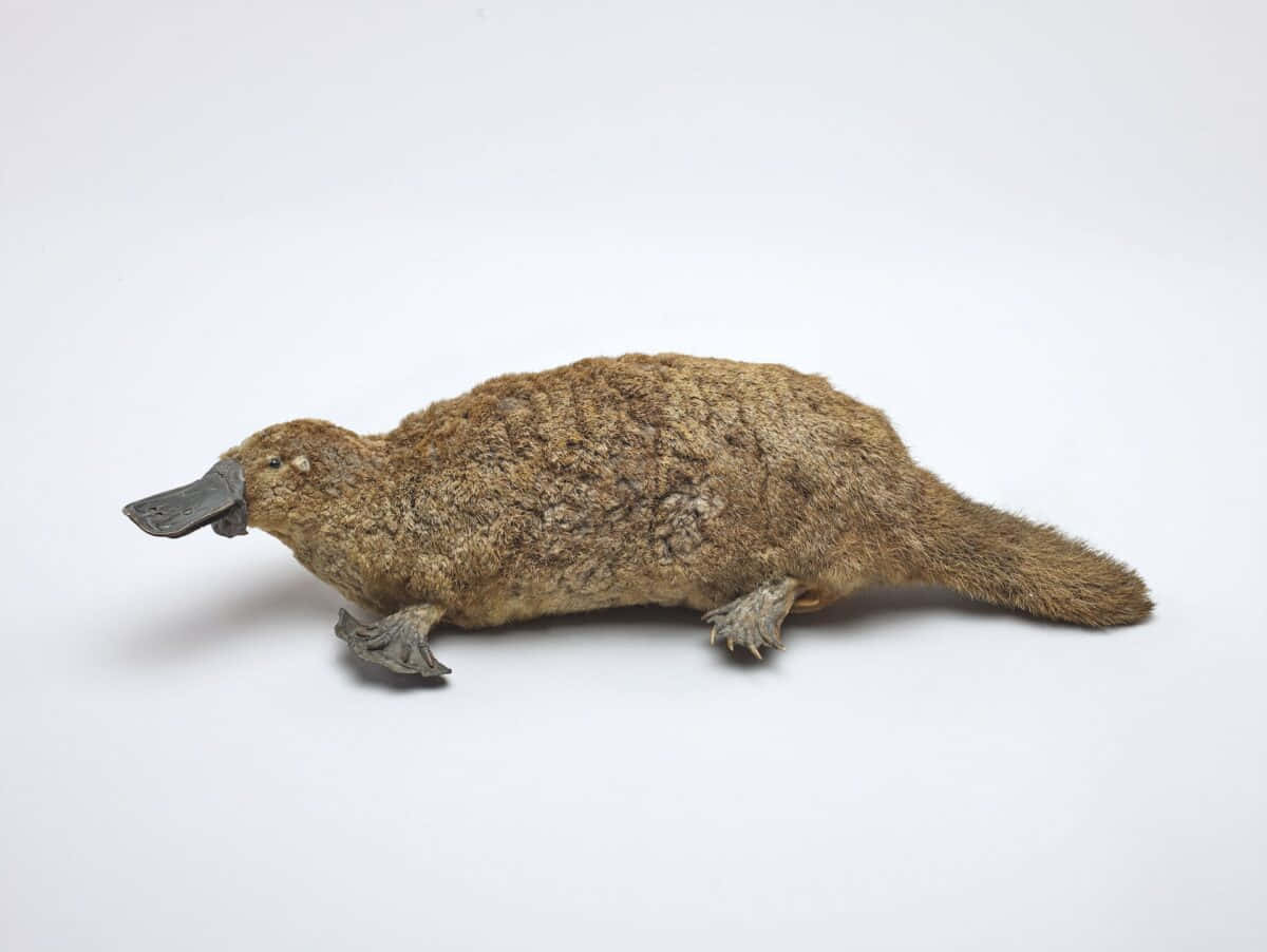 Platypus 桌布 壁紙 — 一隻帶有棕色毛皮和灰色喙的鴨嘴獸標本，放在純白色背景上。