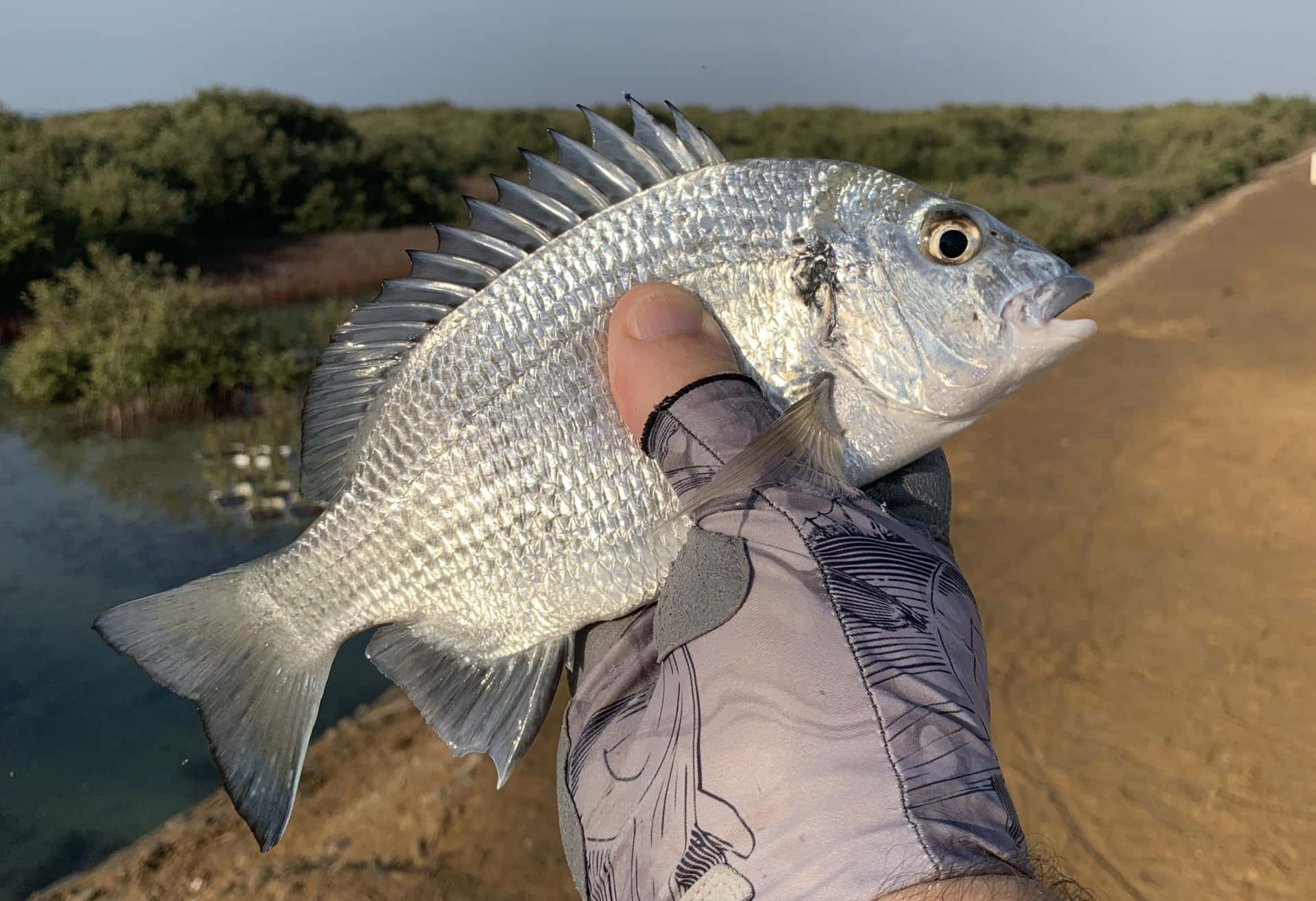  壁紙 — 一隻戴著釣魚手套的手，在綠樹成蔭的水邊背景中，握著一條背鰭尖銳的銀色魚。