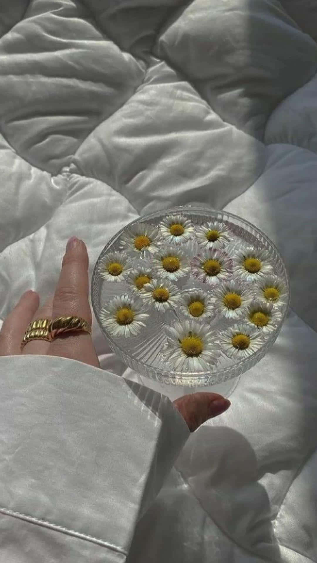  壁紙 — 一隻戴著金戒指的手，在陽光照耀的白色絎縫床罩上，捧著一個裝滿雛菊的玻璃碗。