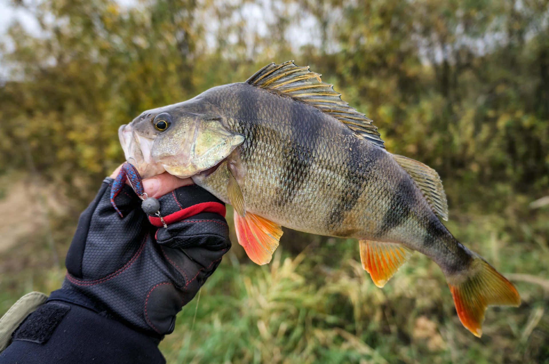  壁紙 — 一隻戴著手套的手拿著一條剛捕獲的鱸魚，魚鰭呈鮮豔的橙色，背景是模糊的秋林。