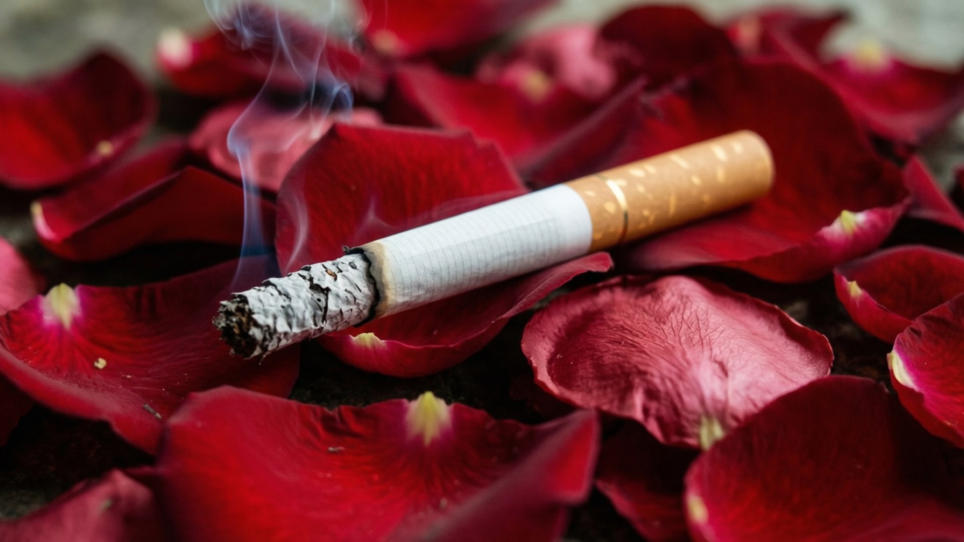 桌布 壁紙 — 一支點燃的香菸在深紅玫瑰花瓣上悶燒，縷縷煙霧向上繚繞。