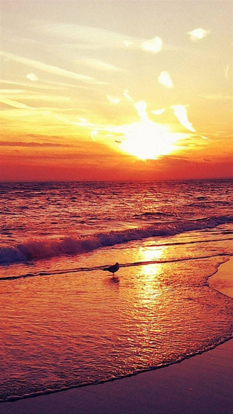 鳥 桌布 壁紙 — 一隻孤獨的海鷗站在淺水中，夕陽在充滿活力的橙色和紅色海洋地平線上落下。