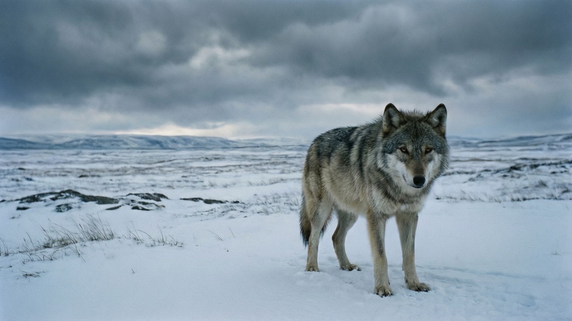 Lone Wolf Tundra 壁紙 — 一隻孤獨的灰狼在廣闊的雪原苔原上警覺地站立，天空陰沉密佈。