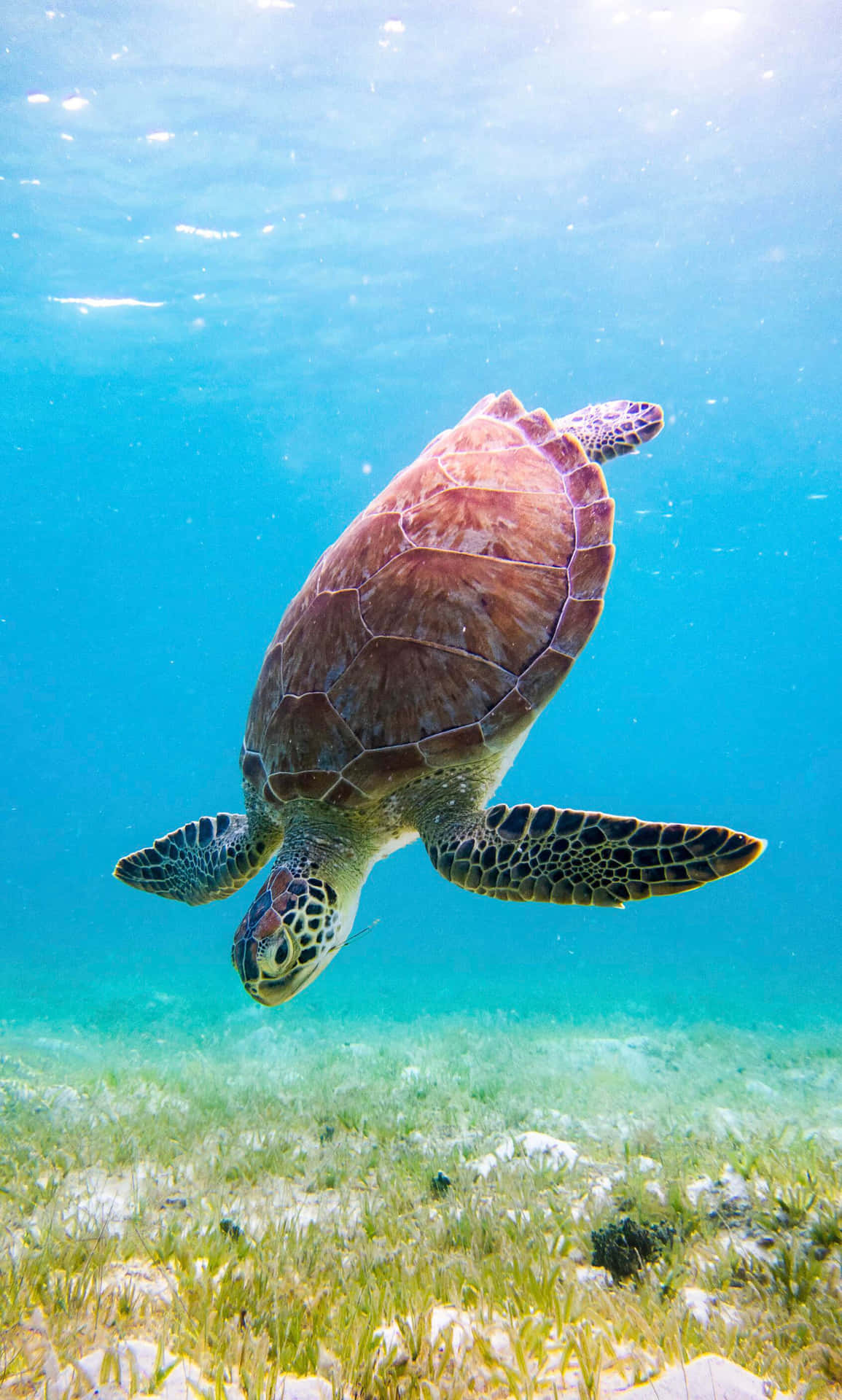  壁紙 — 一隻海龜在清澈的碧綠海水上優雅地滑過陽光照射的海草床。