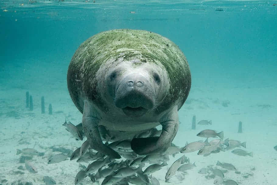  壁紙 — 一隻海牛在清澈的碧綠水中被一群魚包圍，平靜地滑行。