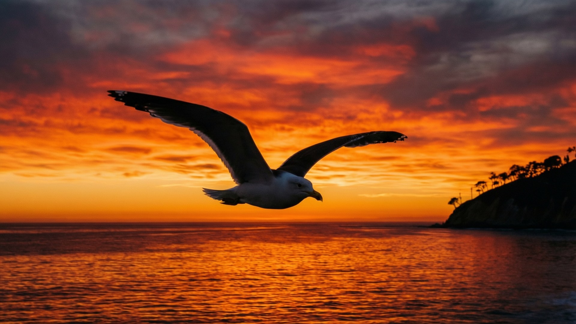 Seagull Sunset Silhouette 壁紙 — 一隻海鷗展翅翱翔，背景是海洋上熾熱的橙紅色日落，右側有懸崖剪影。
