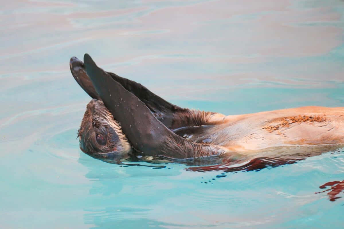  壁紙 — 一隻海獅在清澈的碧綠海水中仰面漂浮，鰭狀肢抬起，姿態平和。