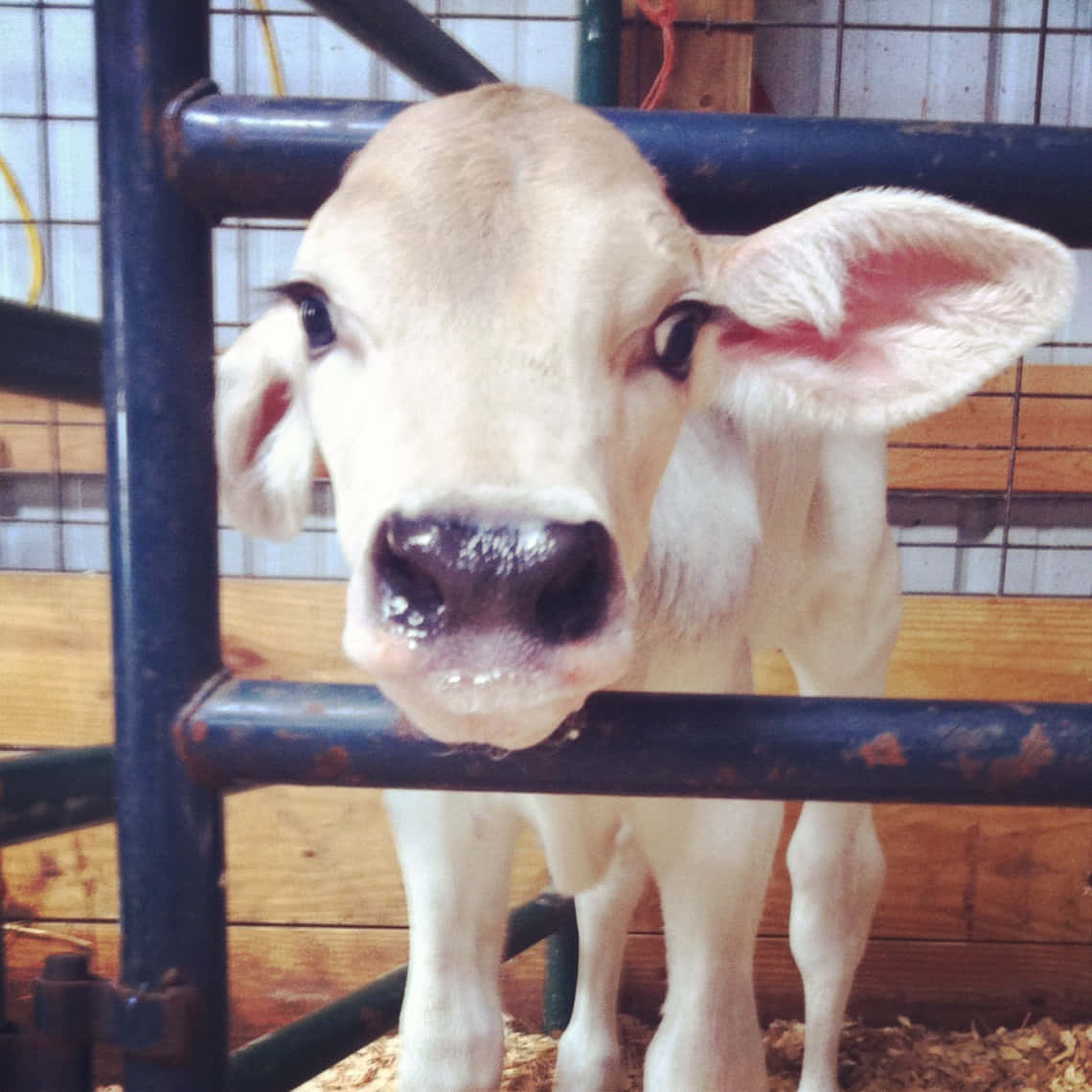 Brown Swiss Cow 桌布 壁紙 — 一隻好奇的白色小牛在木造牛欄裡，透過生鏽的藍色金屬圍欄往外看。