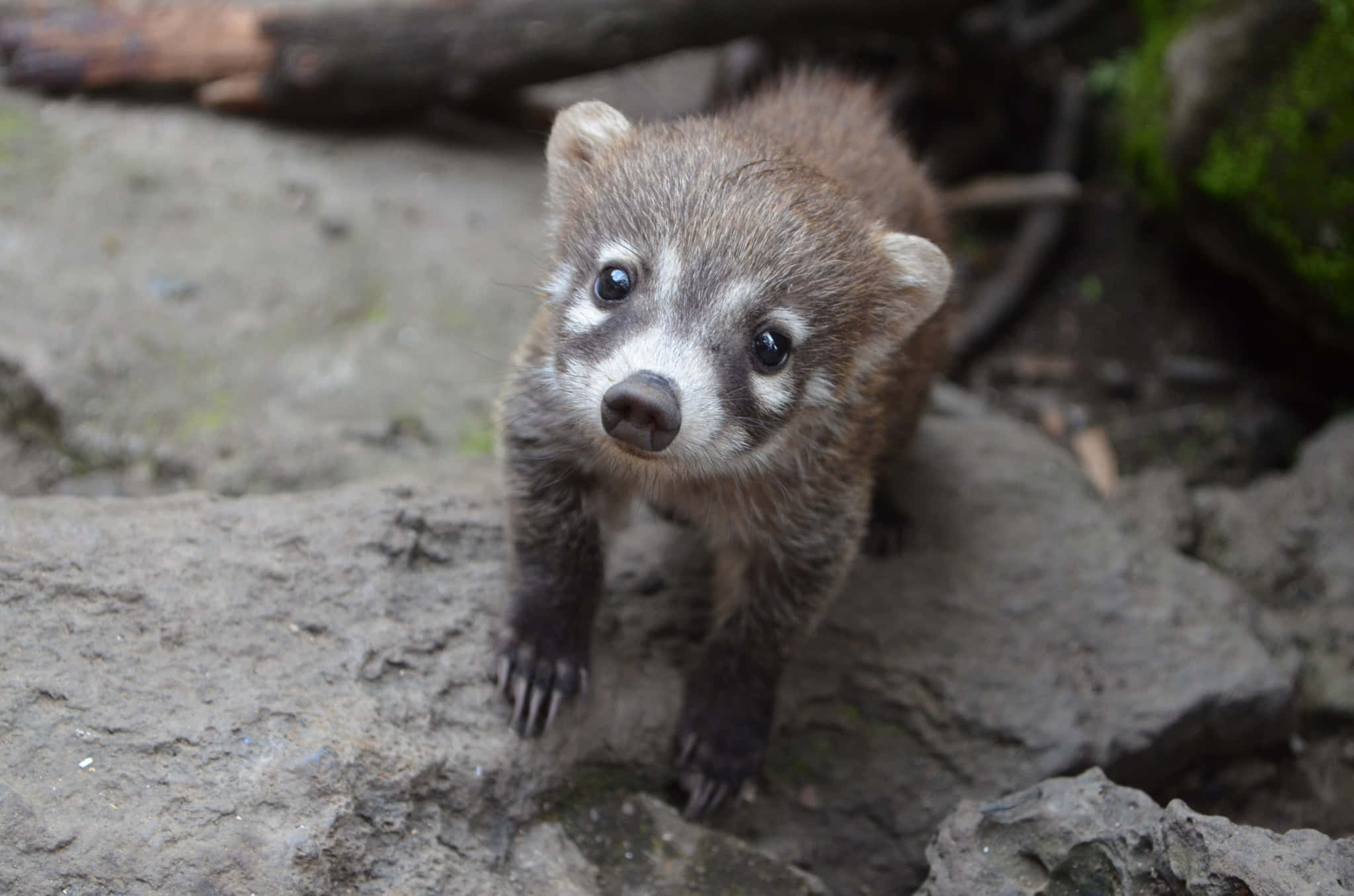 Coati 桌布 壁紙 — 一隻好奇的年輕長鼻浣熊，有著深色眼睛和白色口鼻，警覺地站在森林環境中長滿苔蘚的石頭上。