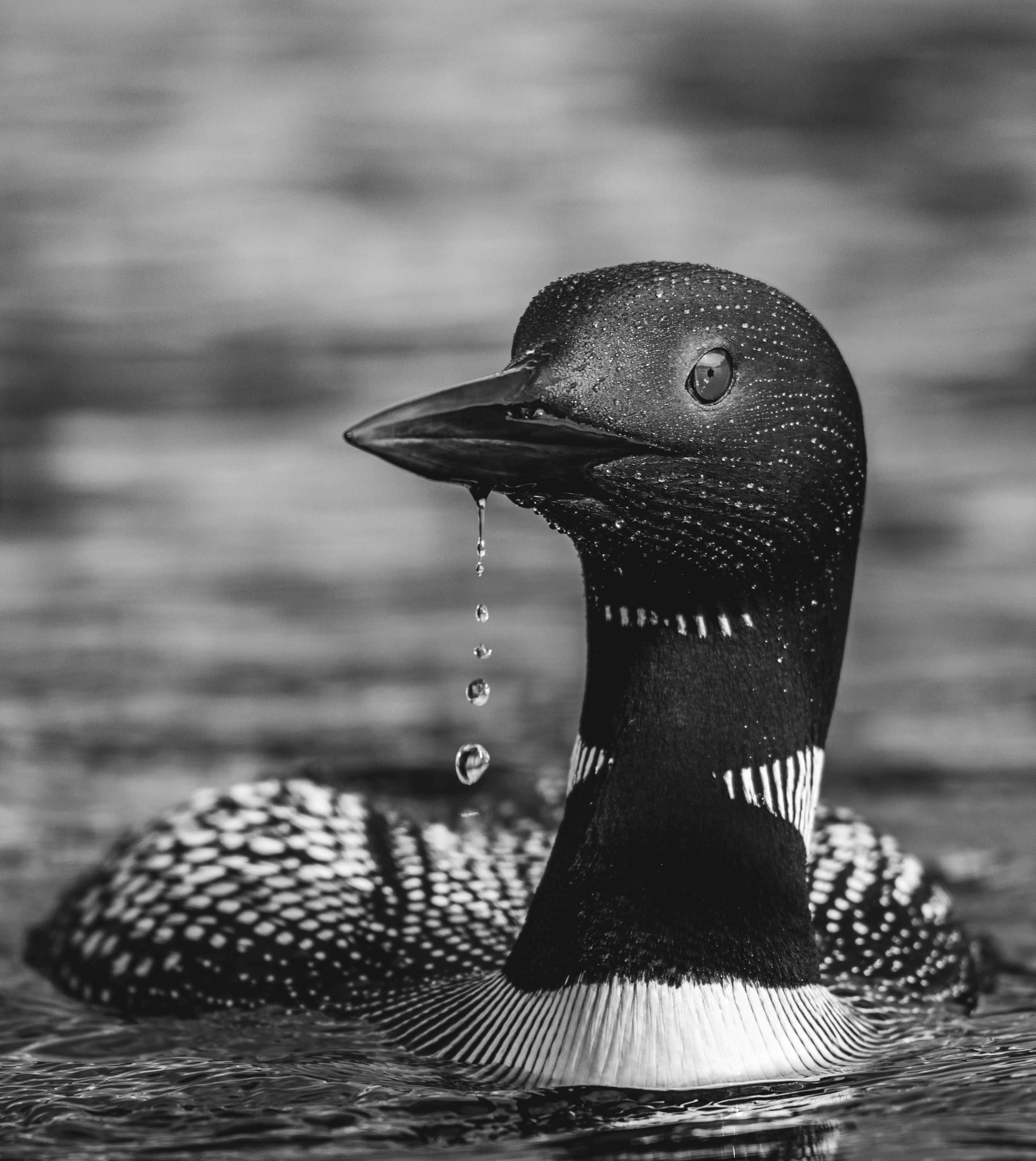 Loon 桌布 壁紙 — 一隻黑白相間的潛鳥，喙上滴落一滴水珠，在漣漪的水面上寧靜地漂浮。