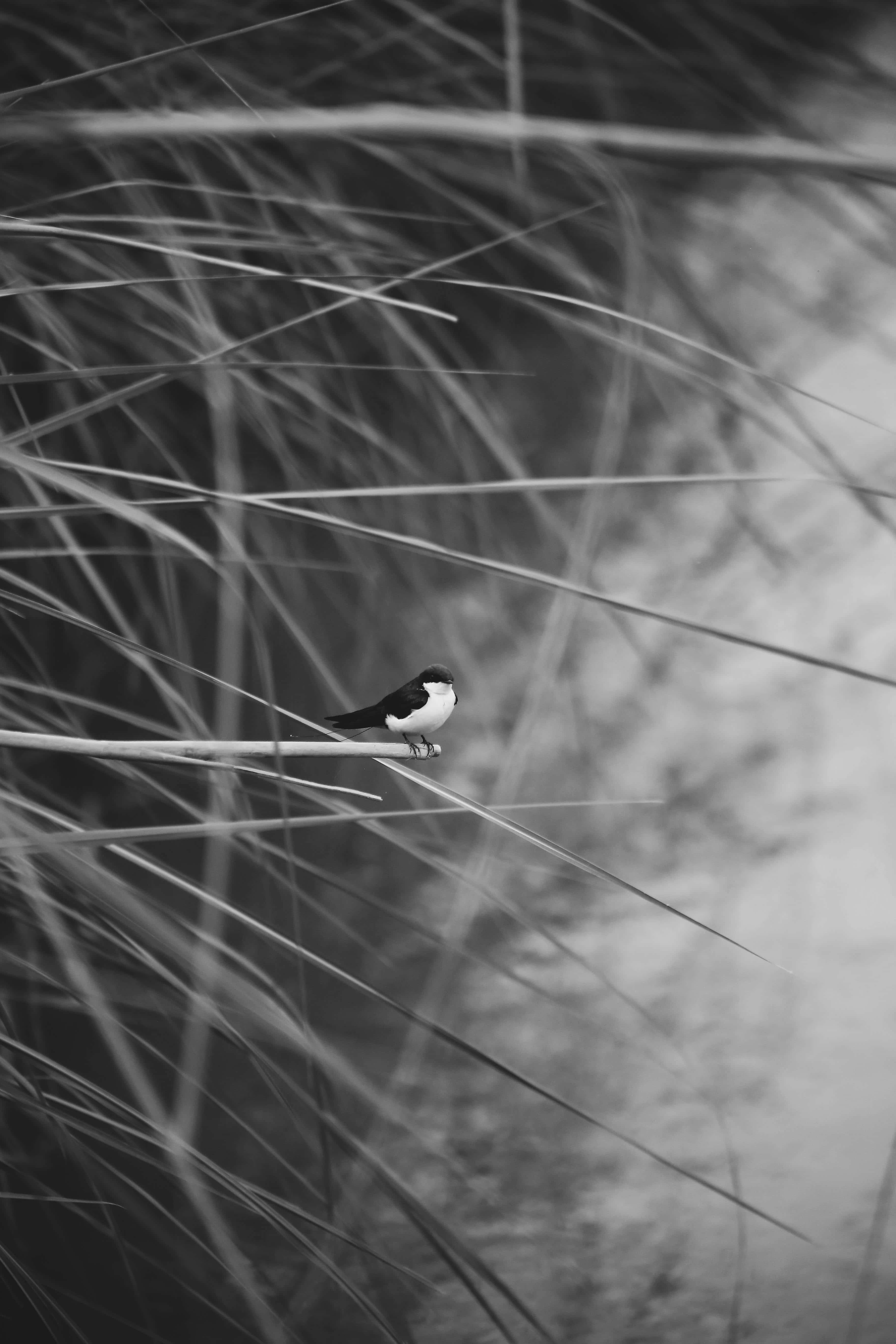 Swallow Bird 桌布 壁紙 — 一隻黑白小鳥優雅地棲息在高草叢中的蘆葦上，呈現單色自然場景。