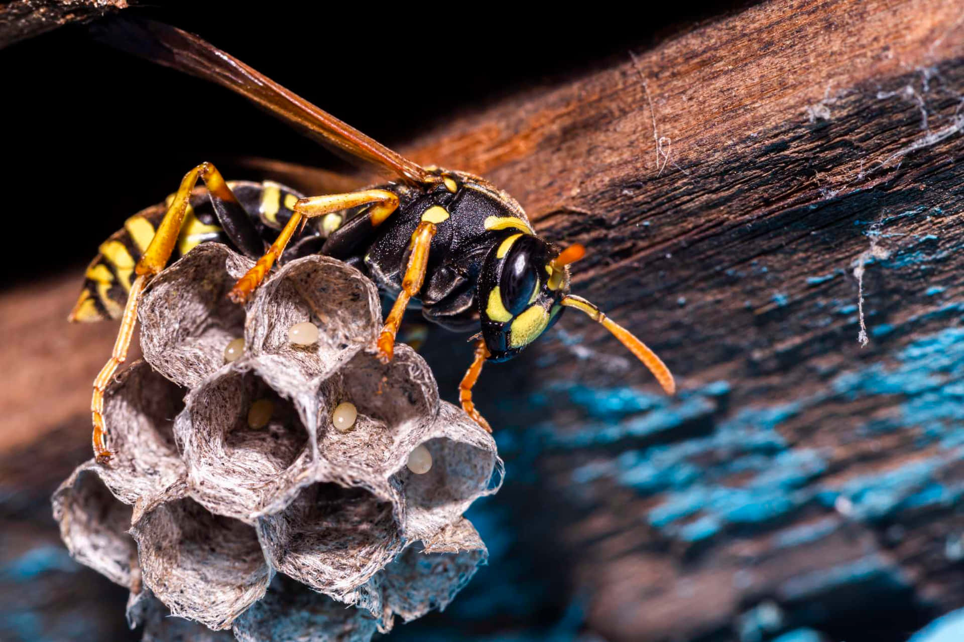  壁紙 — 一隻黃黑條紋的黃蜂棲息在附著於風化木頭上的紙質六角形蜂巢上。