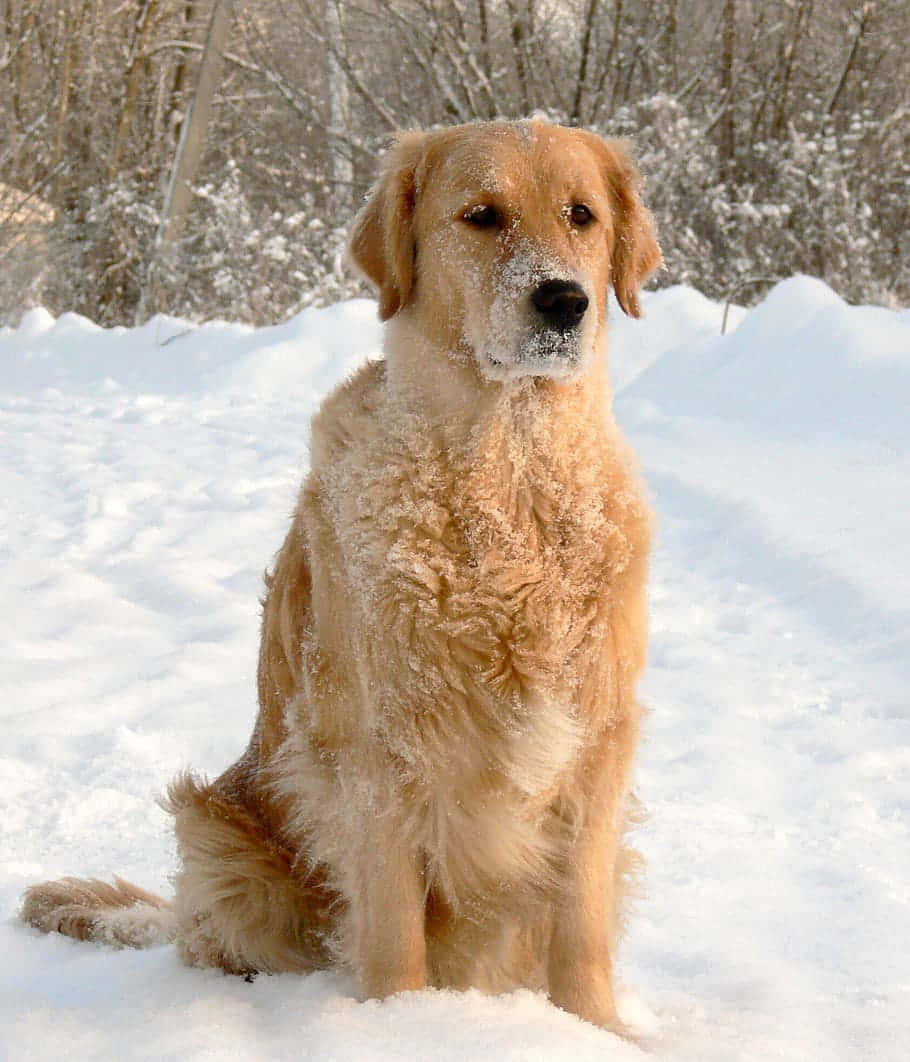  壁紙 — 一隻黃金獵犬平靜地坐在深雪中，毛髮上結滿霜，背後是光禿禿的冬季樹木。