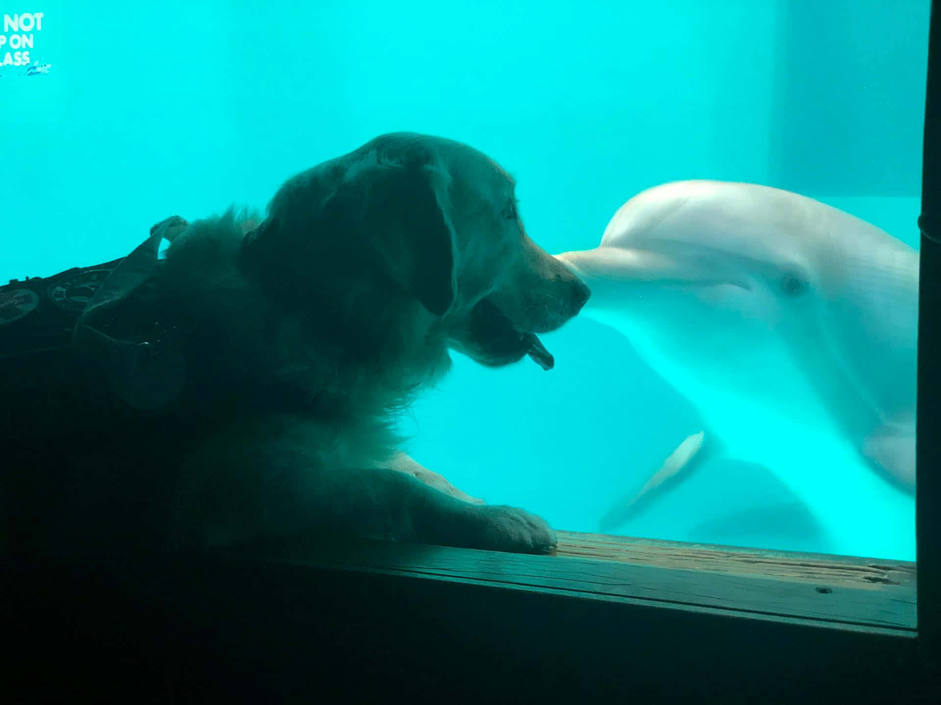  壁紙 — 一隻黃金獵犬透過玻璃看著在碧綠水中游泳的海豚。