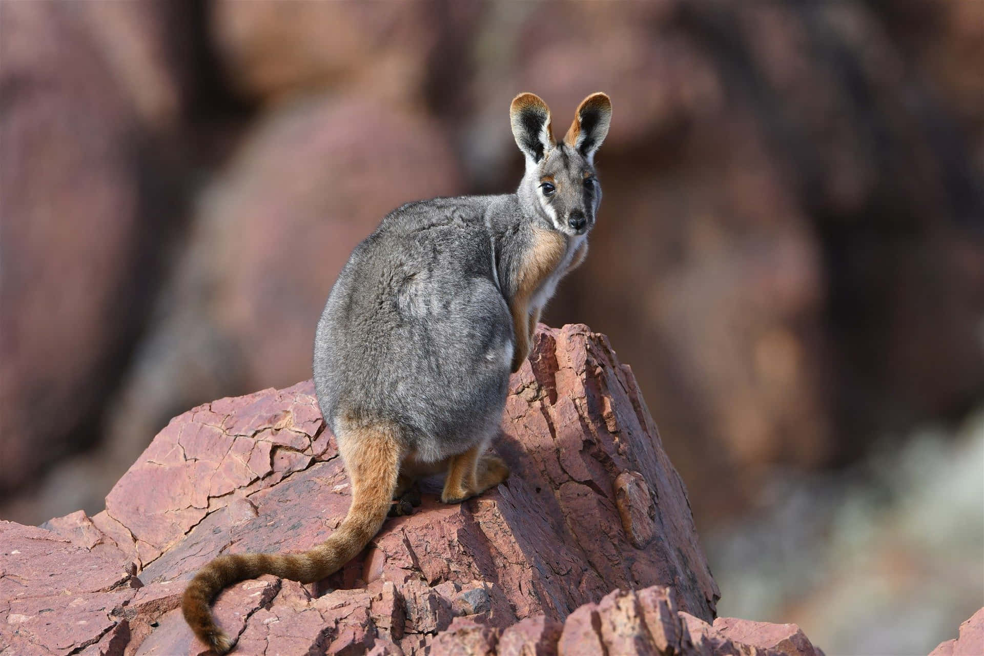  壁紙 — 一隻灰袋鼠（wallaby）帶有橙啡色四肢，警覺地棲息在沙漠景觀中陽光照耀的紅色岩石上。