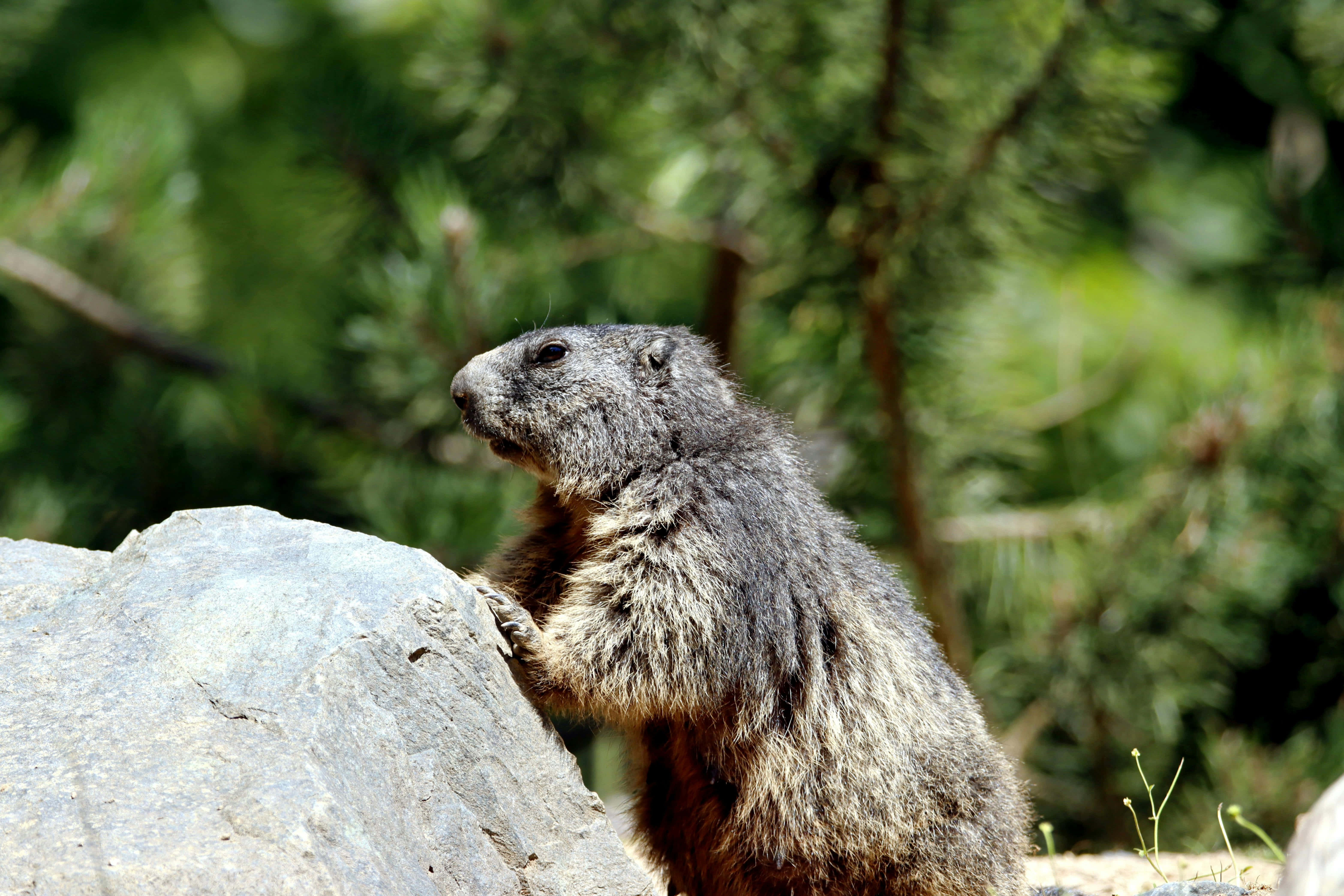Woodchuck 桌布 壁紙 — 一隻灰褐色毛的土撥鼠警覺地站在陽光照耀的石頭上，周圍是茂密的綠色松樹。