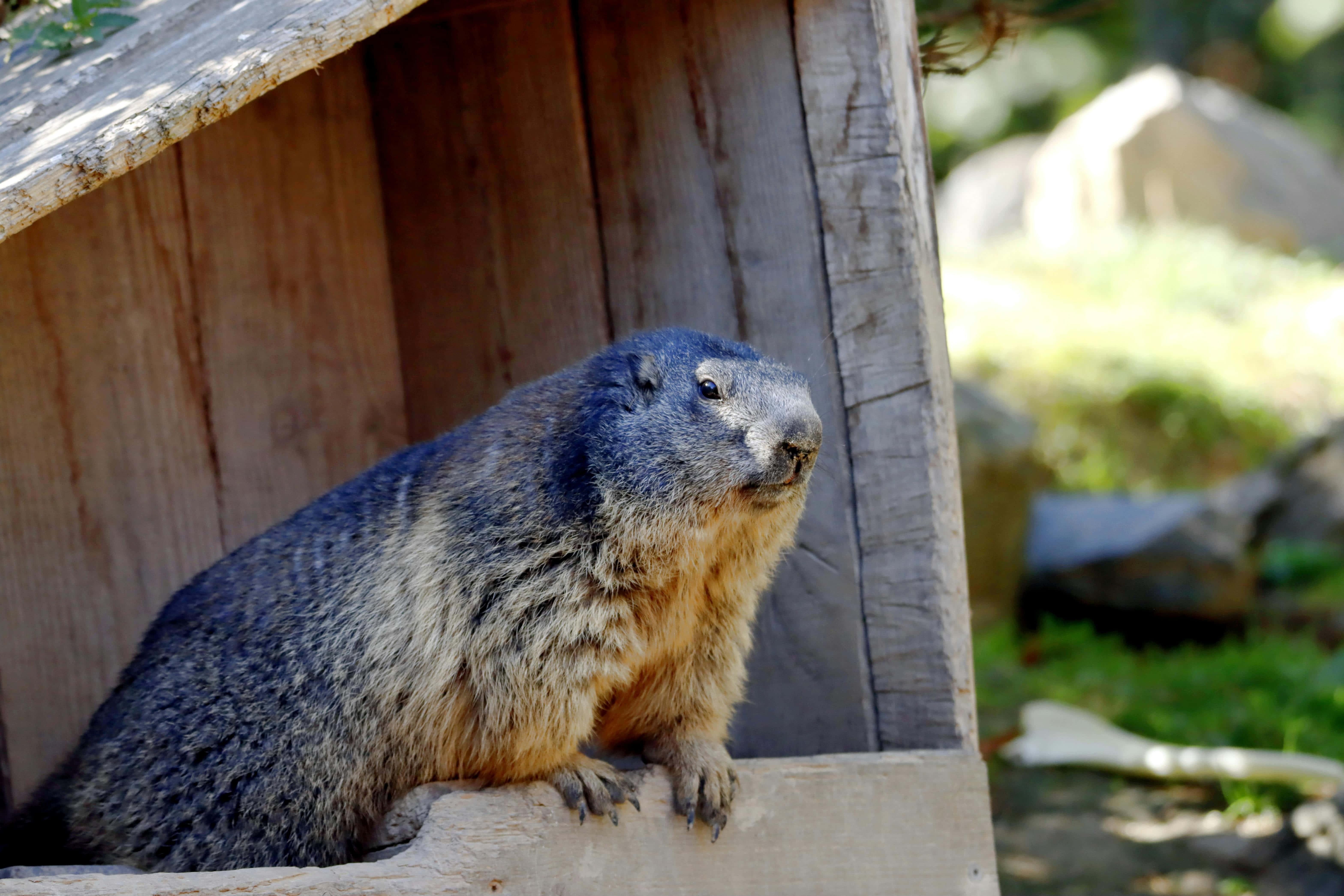 Woodchuck 桌布 壁紙 — 一隻灰褐色毛皮的土撥鼠警覺地坐在一個風化木製 shelter 的邊緣，處於陽光普照的自然環境中。