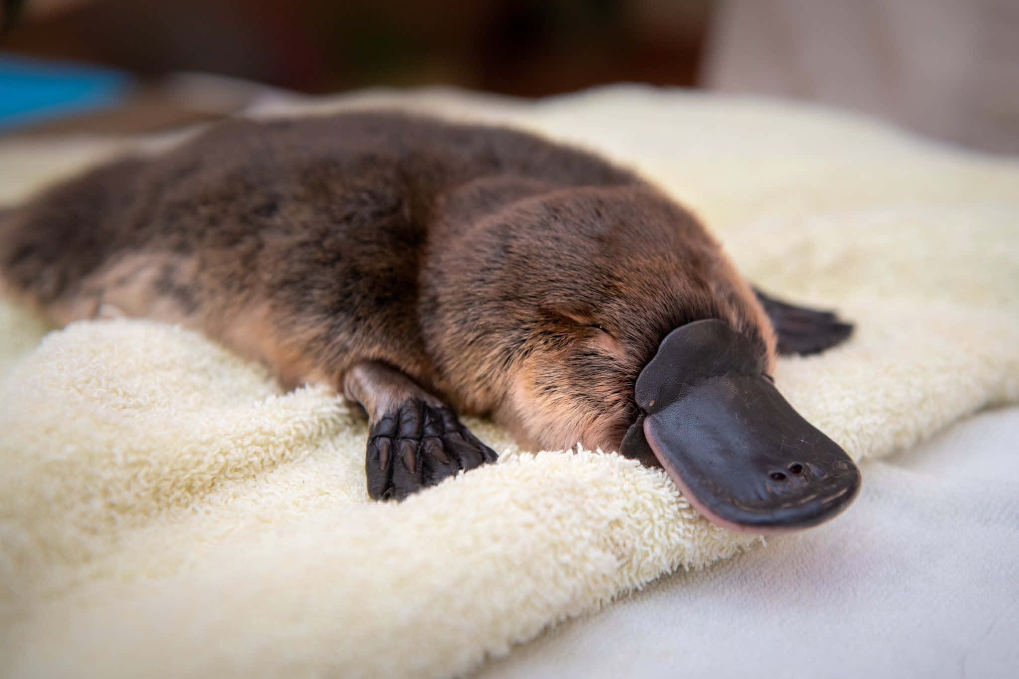 Platypus 桌布 壁紙 — 一隻昏昏欲睡的鴨嘴獸閉著眼睛，收起有蹼的腳，安詳地躺在柔軟的奶油色毛巾上休息。