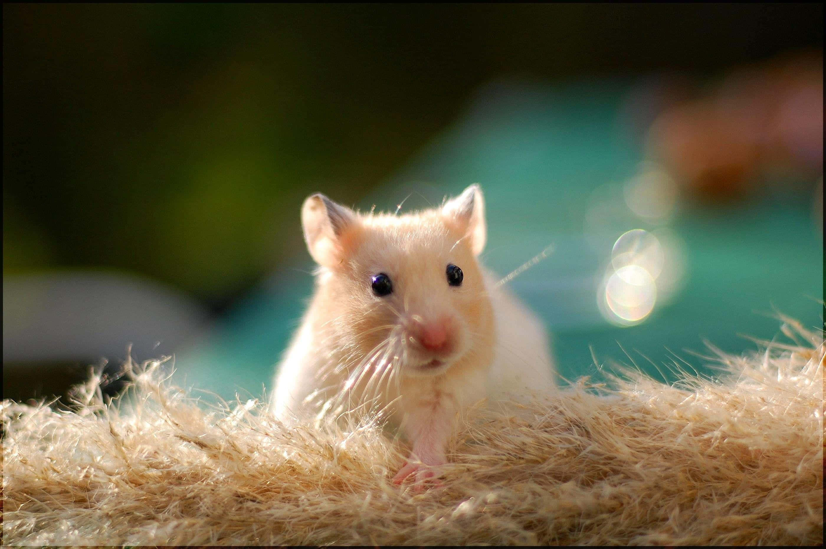 Gerbil 桌布 壁紙 — 一隻金色小倉鼠，眼睛深色，棲息在稻草床上，沐浴在溫暖的陽光中，背景是模糊的綠色。