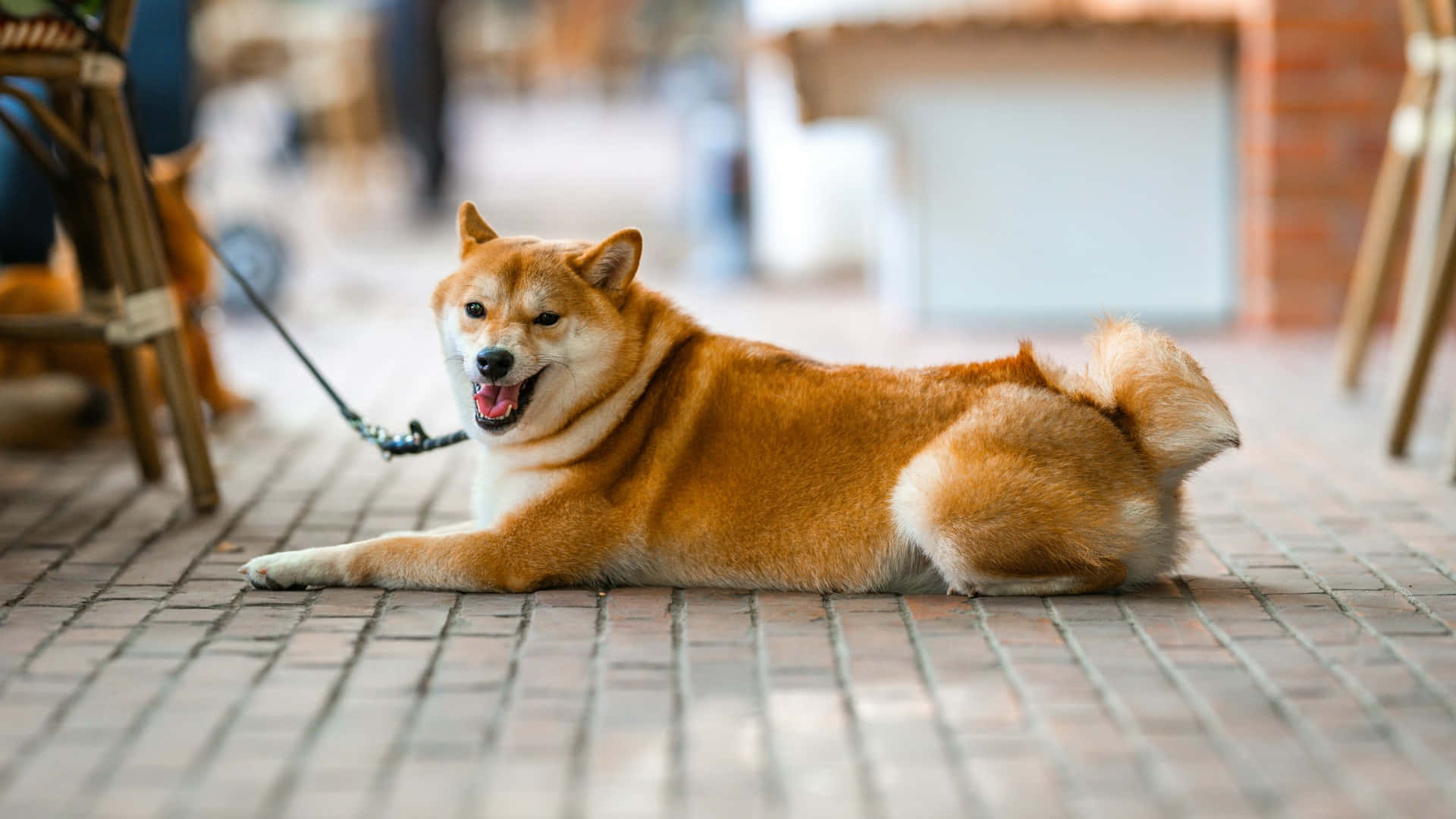  壁紙 — 一隻快樂的柴犬，橙色毛髮，放鬆地躺在磚砌露台上，伸出舌頭，繫著牽繩，在柔和日光下。