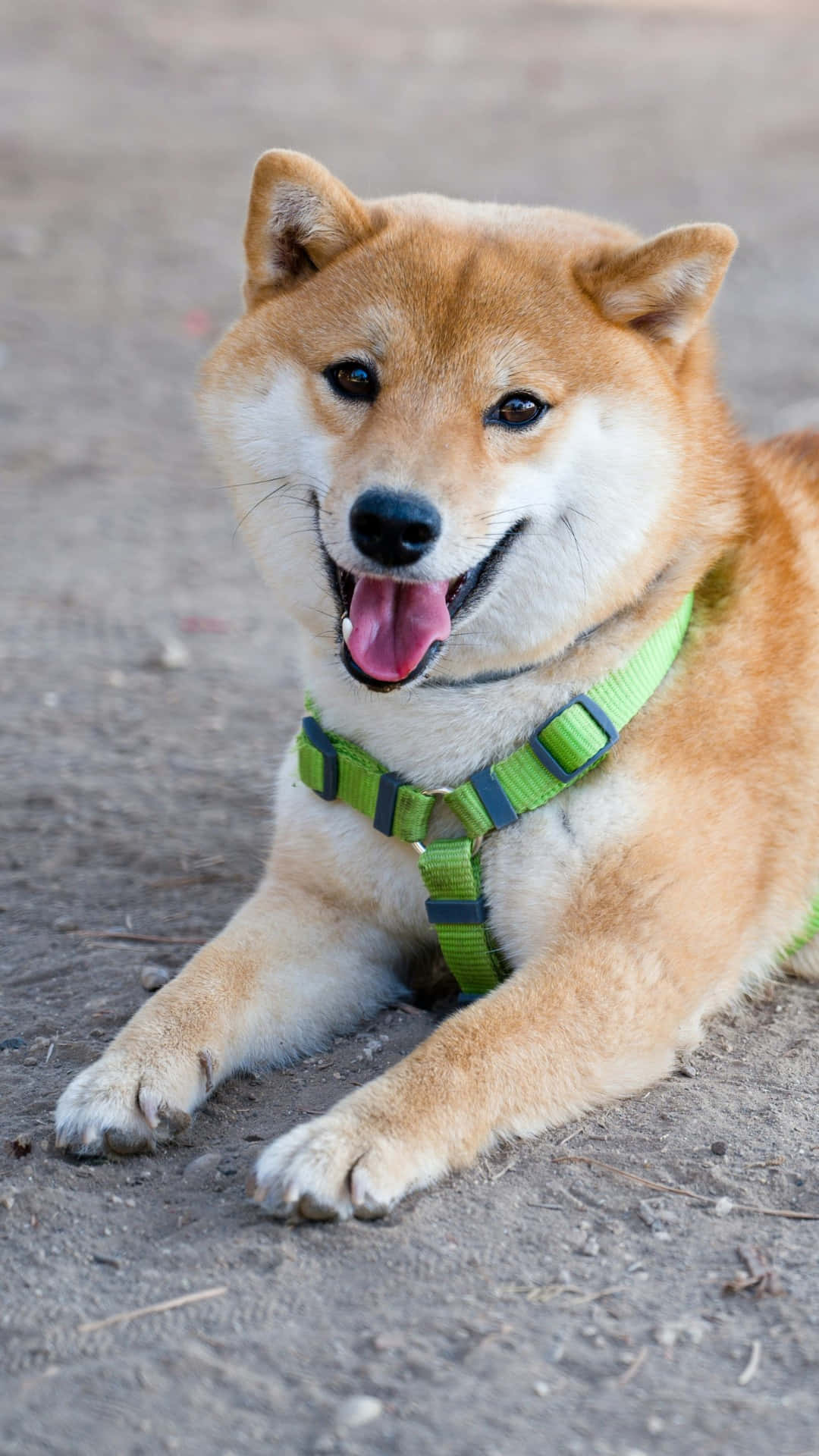  壁紙 — 一隻快樂的柴犬戴著綠色胸背帶躺在泥地上，伸出舌頭，看起來開心又警覺。