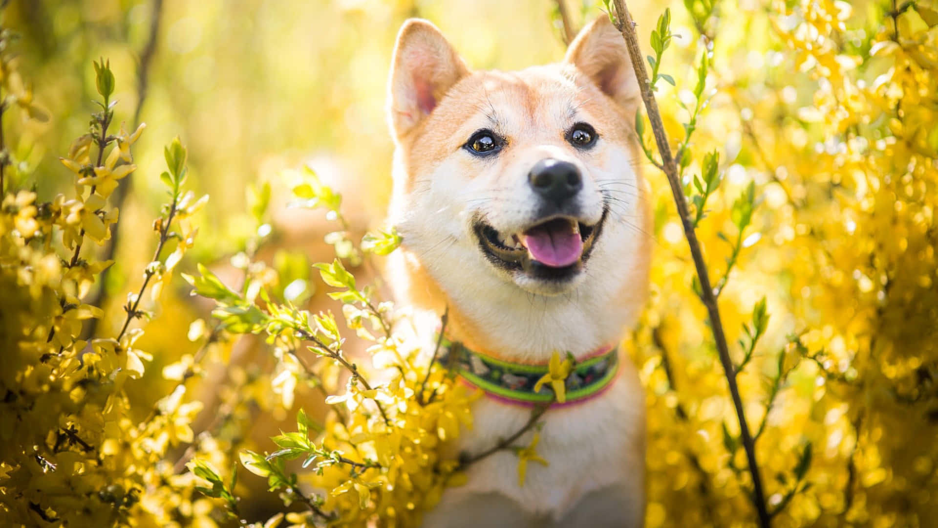  壁紙 — 一隻快樂的柴犬露出粉紅色的舌頭，在溫暖的陽光下，在鮮黃色的連翹花叢中燦爛地微笑。