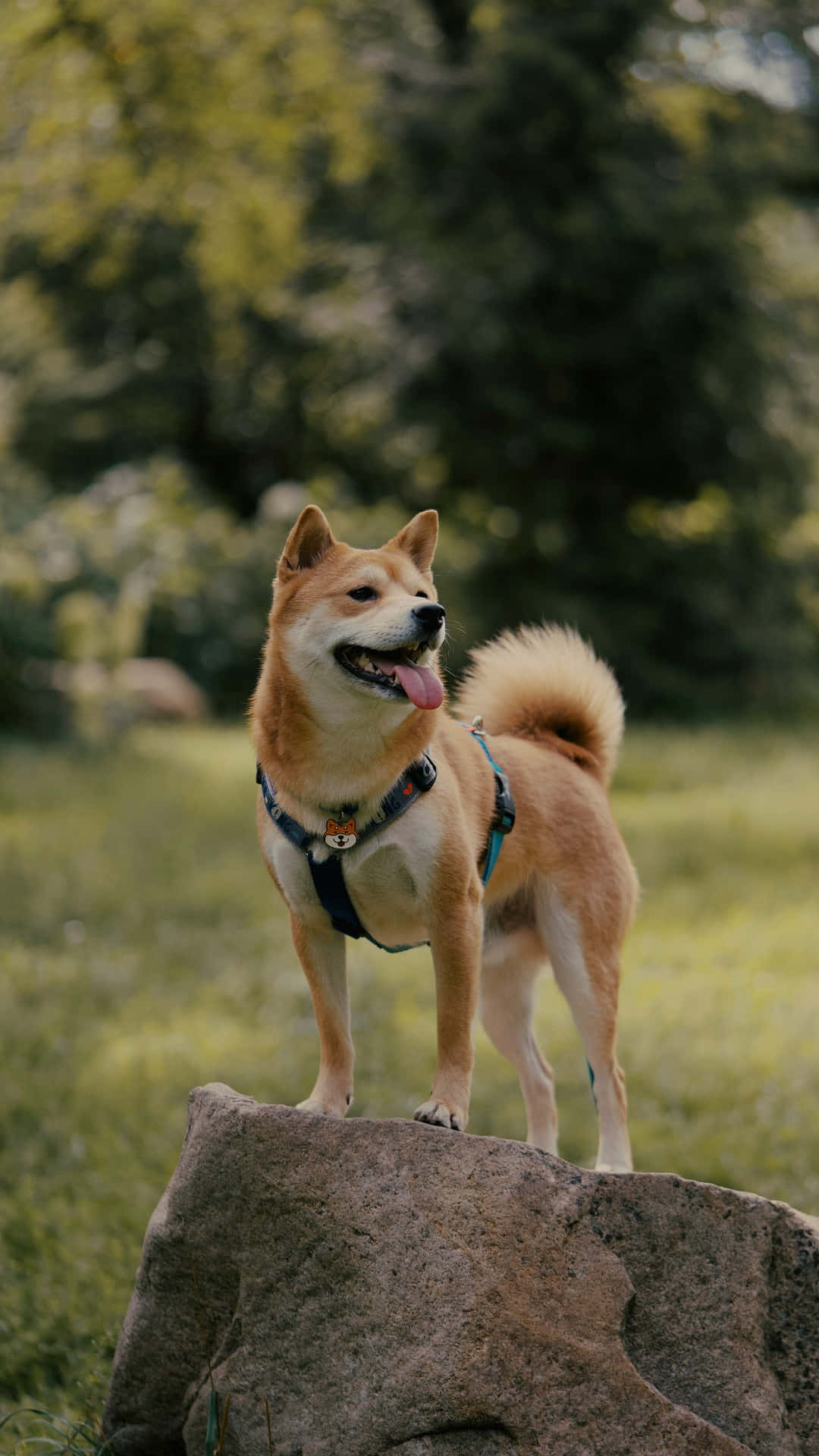  壁紙 — 一隻快樂的柴犬在陽光普照的森林空地上，警覺地站在長滿苔蘚的石頭上，背後是茂密的綠色植物。