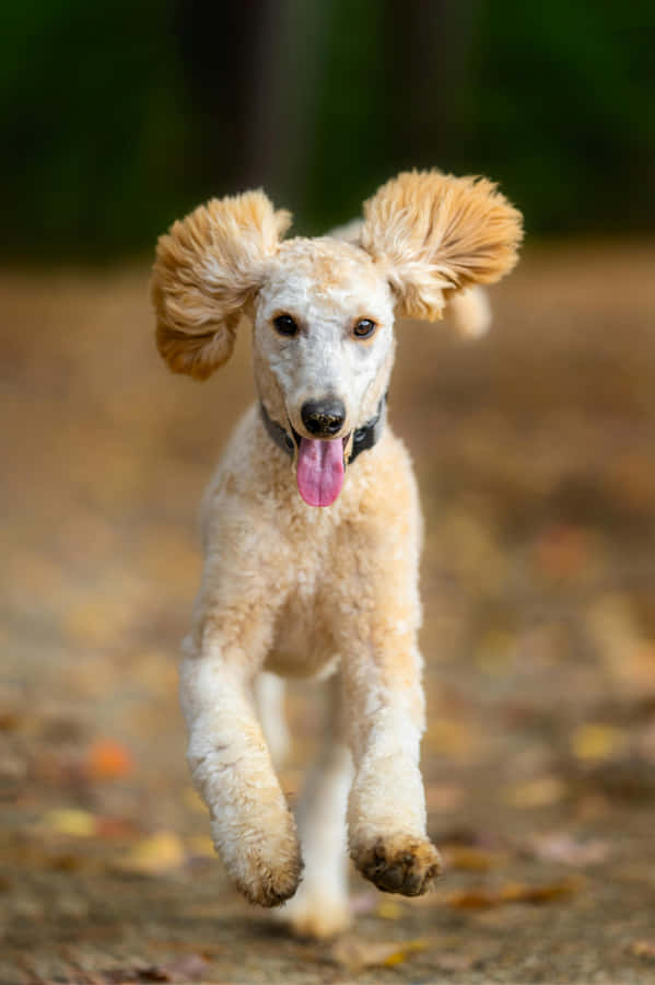 Shaggy Dog 桌布 壁紙 — 一隻快樂的奶油色貴賓犬伸舌頭、耳朵飛揚，在秋葉中向鏡頭跳躍。