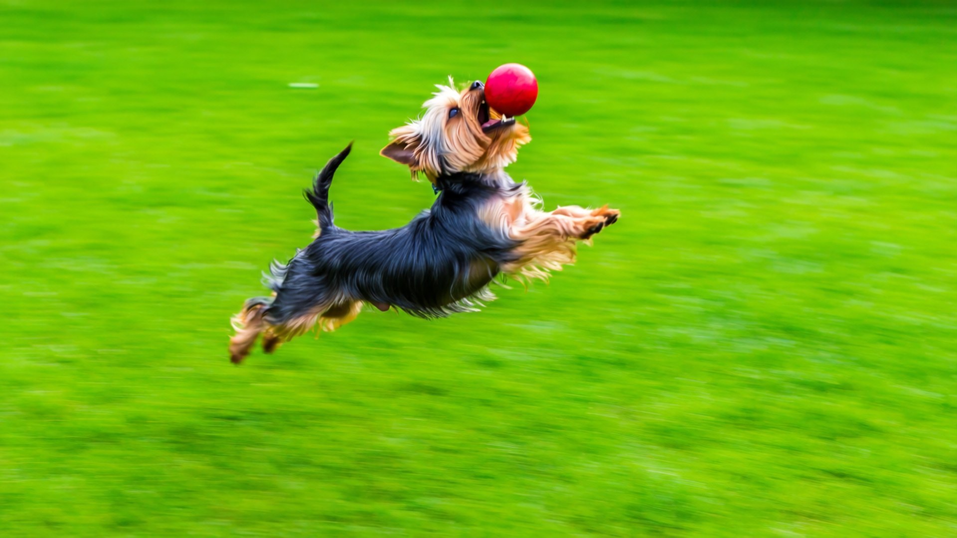 Catch the Ball 壁紙 — 一隻快樂的約克夏㹴跳過充滿活力的綠色草地，在半空中接住一個鮮紅色的球。