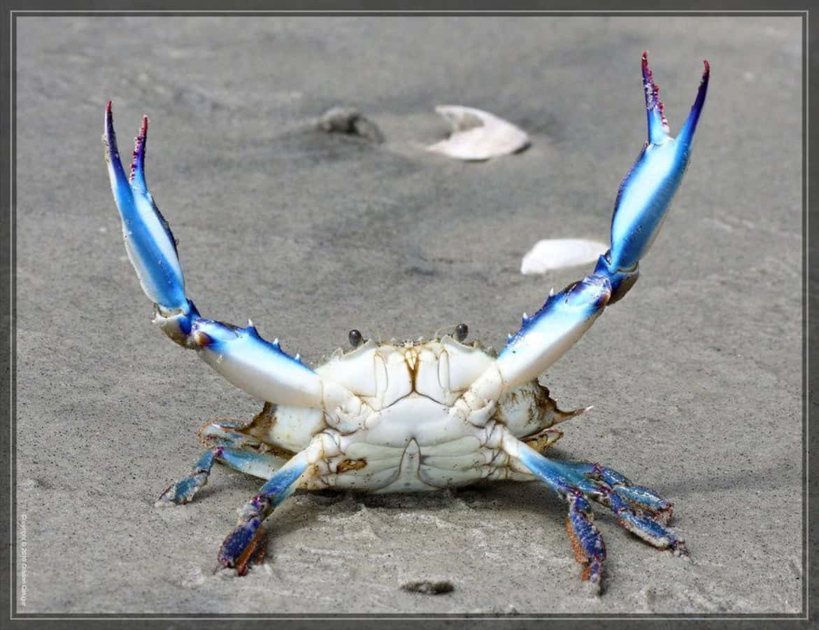 Blue Crab 桌布 壁紙 — 一隻藍蟹，擁有鮮豔的藍色蟹螯和白色蟹殼，站在濕漉漉的灰色沙灘上，附近散落著貝殼。