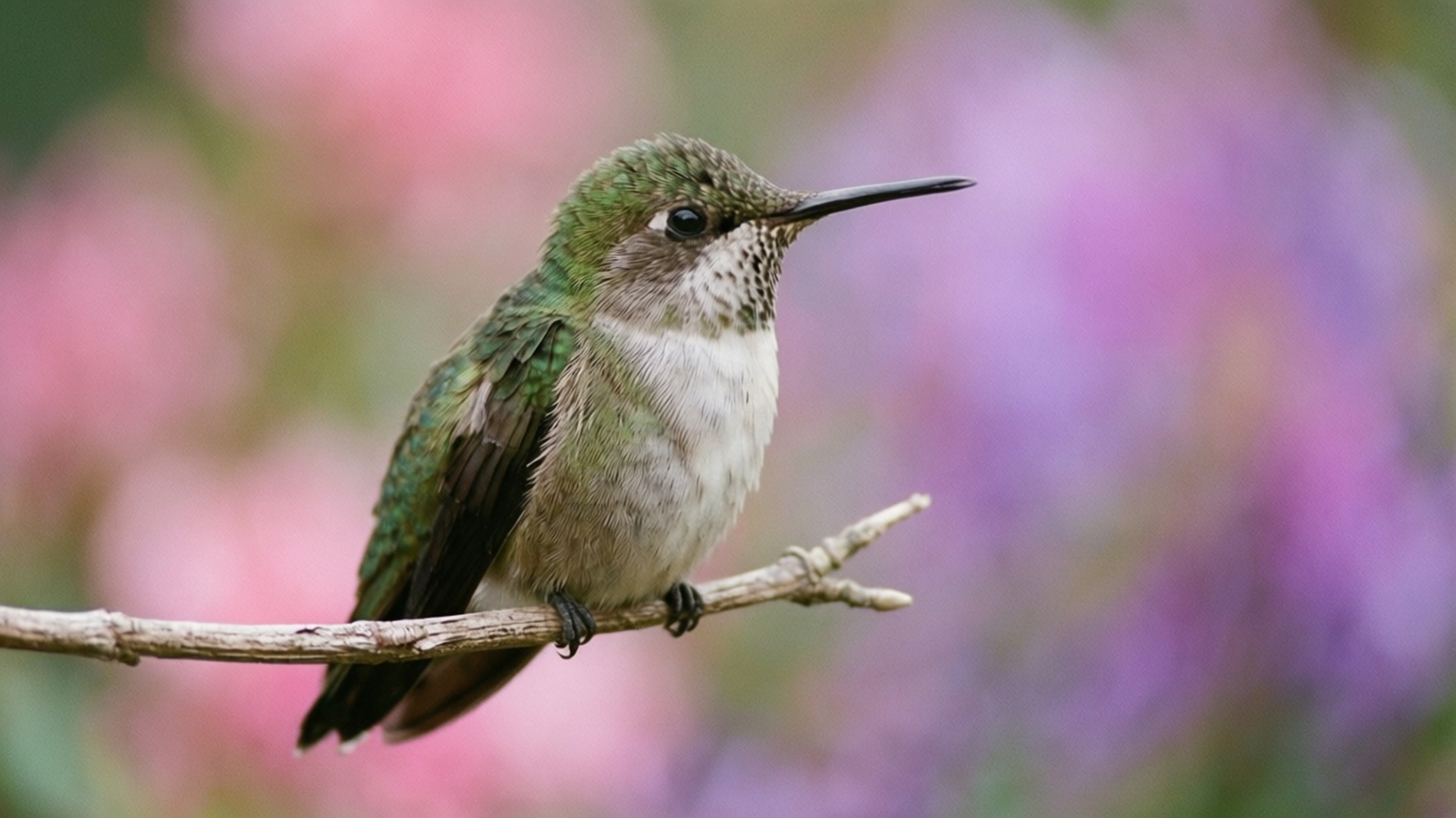 Serene Perch 壁紙 — 一隻綠色小蜂鳥輕柔地棲息在細枝上，背景是柔和的粉紅色和紫色花卉。
