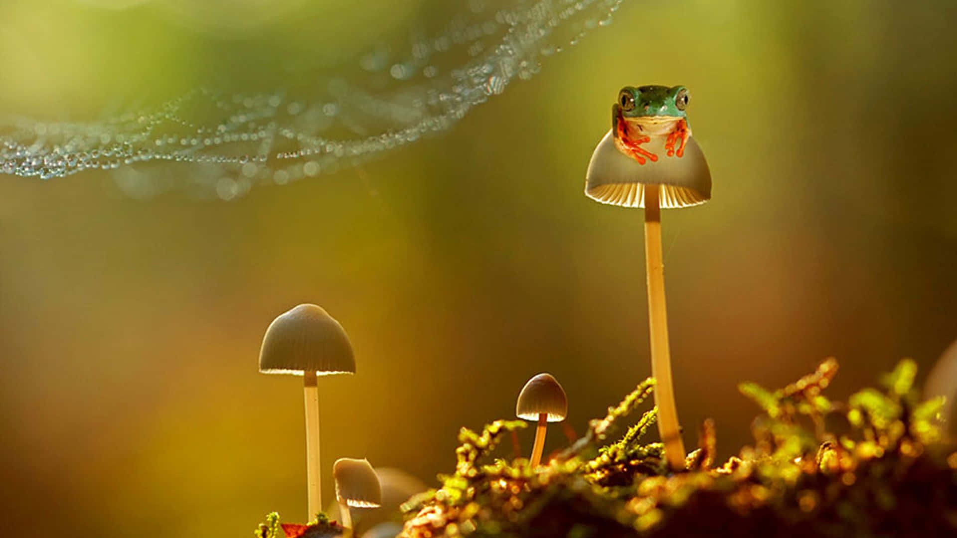  壁紙 — 一隻綠色小樹蛙棲息在發光的蘑菇上，周圍是沐浴在金色晨光中的露水森林。