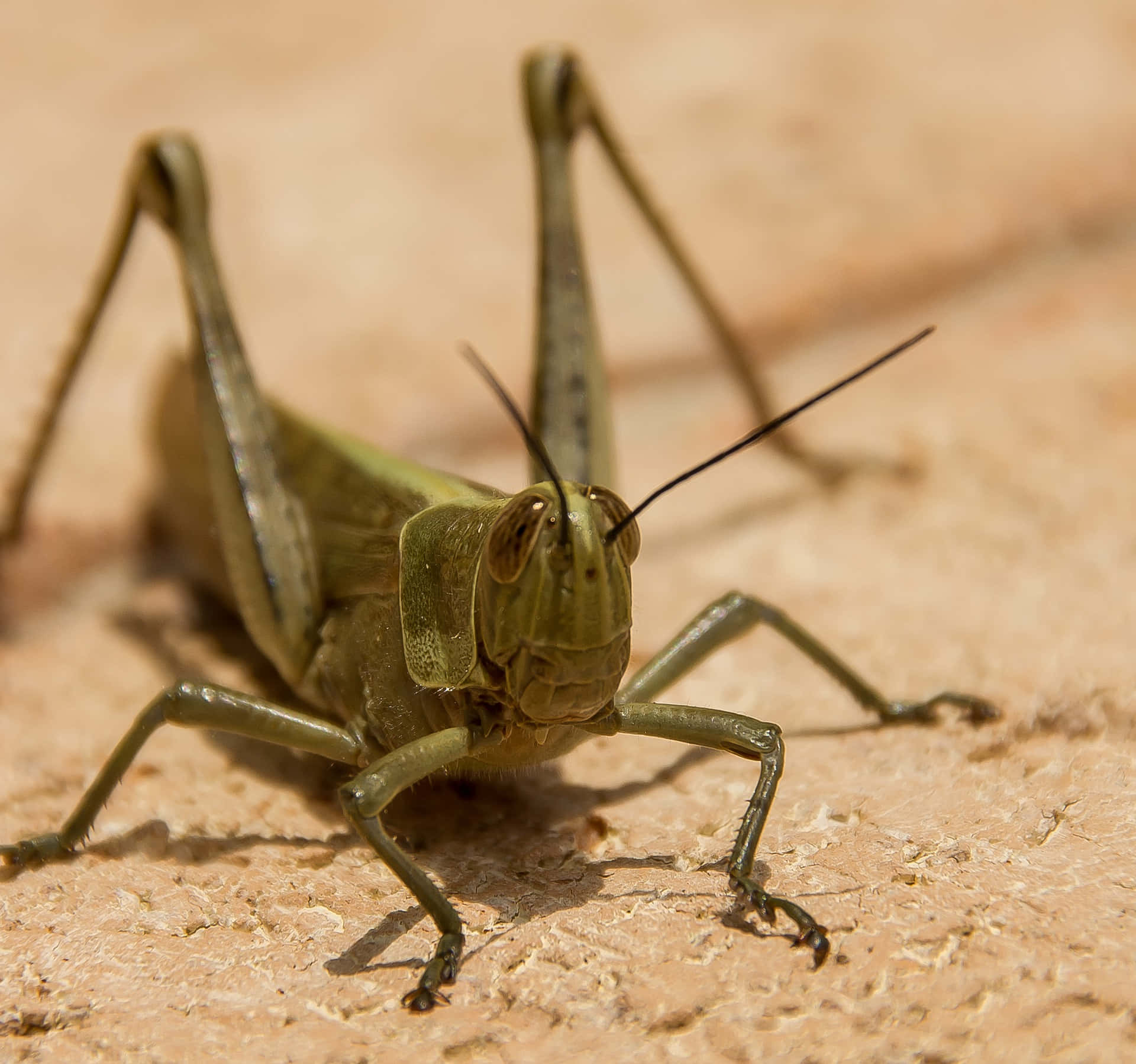 Grasshopper 桌布 壁紙 — 一隻綠色蚱蜢在明亮陽光下棲息在質感沙地上的特寫照片。