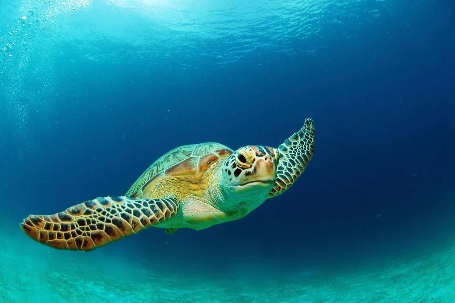  壁紙 — 一隻綠蠵龜在清澈的碧綠海水中優雅地滑行，陽光從上方穿透而下。